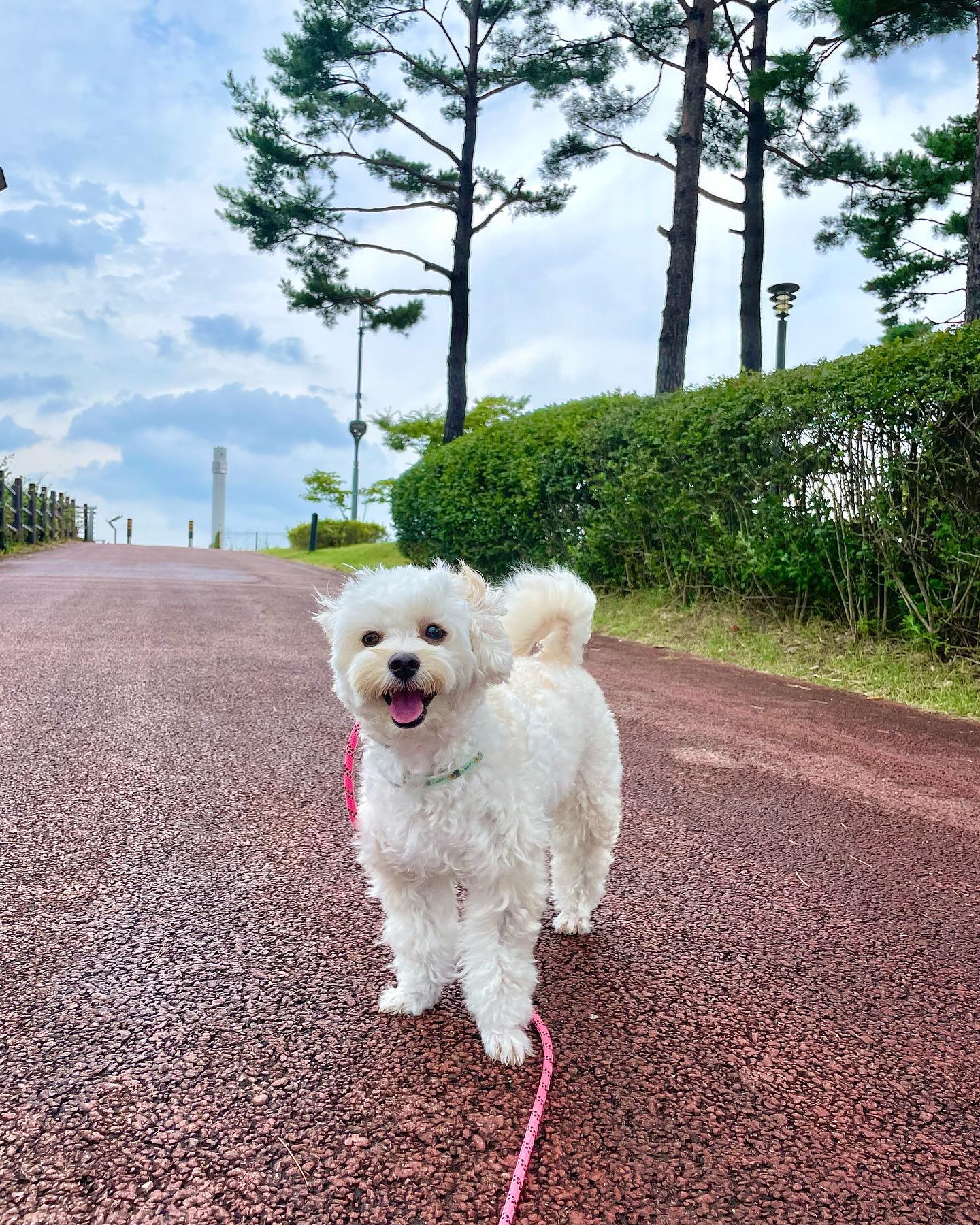 산책루트를 조금씩 바꿔가며 하는 편인데, 강아지들의 후각은 민감해서 같은 루트라도 날씨에 따라 다른 경험을 한다고도 알고있다 . 

그런내용을 알게된 후로는 나도 비가오는날은 같은 루트여도 다른 산책을 하는 기분이 든다 :)

그저 산책을 나와 좋은걸지도 모르지만 확실히 조금은 다른 즐거워하는 표정이다 넘 예쁜넘 ☺️