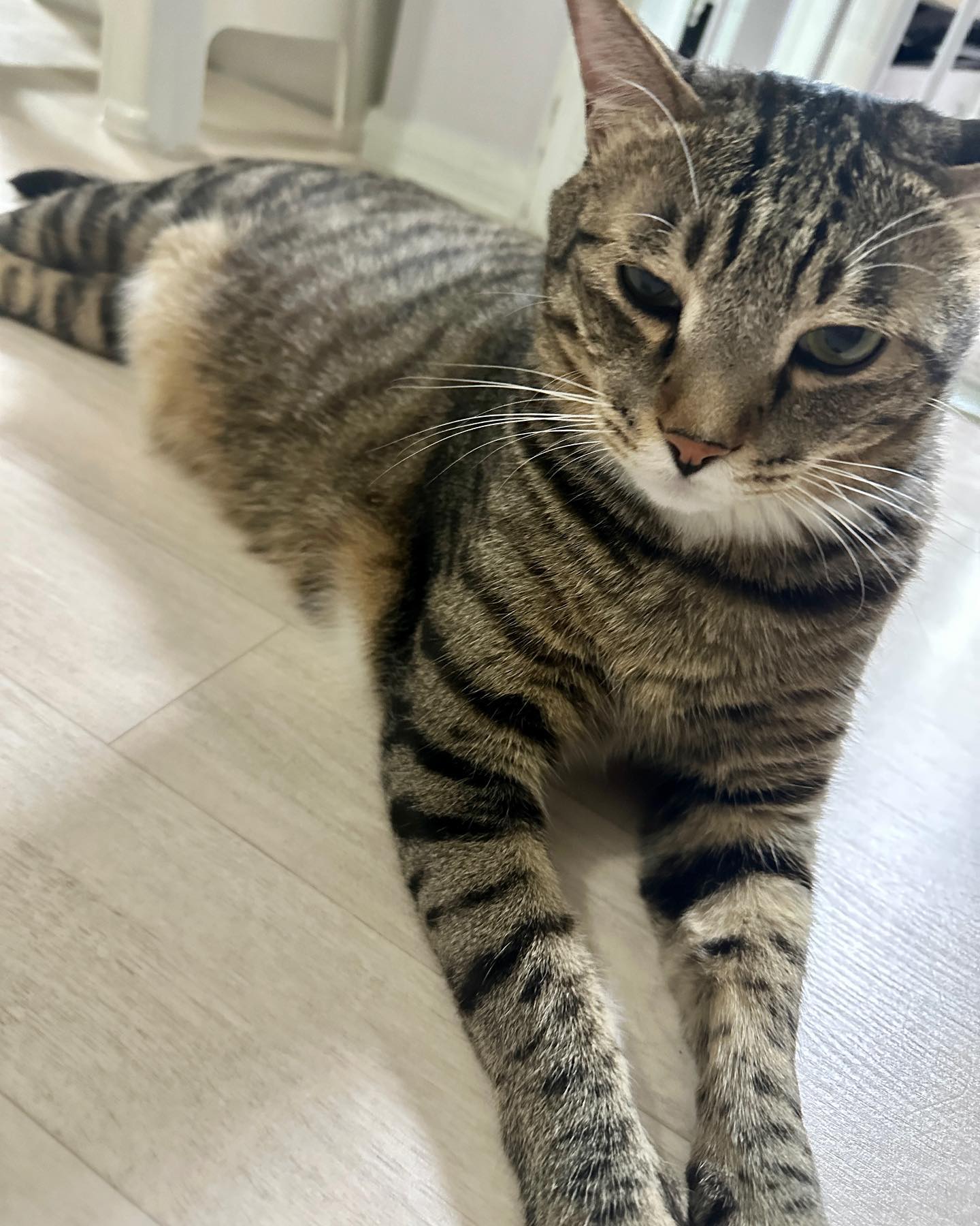 2023.07.22 새침냥이😼

#고양이 #차도냥 #상남자 #냥스타그램  #고양이일상 #고양이스타그램 #집사스타그램 #집사맞팔 #냥팔맞팔
