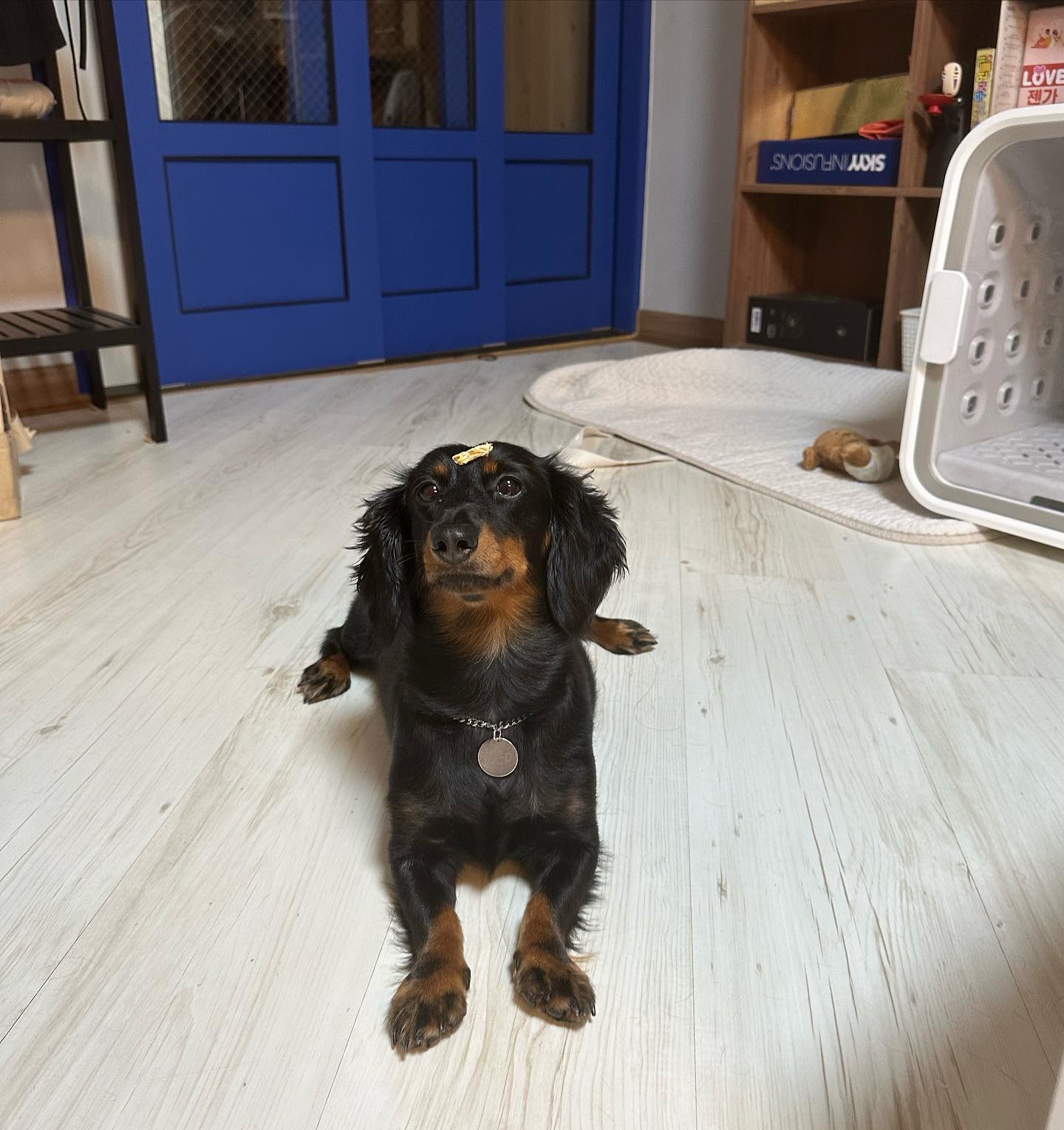 옴마 나 안불쨩해..? 먹을거 가지고 이러는게 오디써.. ( o̴̶̷̥᷅ ⌓ o̴̶̷᷄)

#먹태 #강아지 #훈련중 #기다려 #먹어 #닥스훈트 #세븐일레븐아니고 #세븐🐶