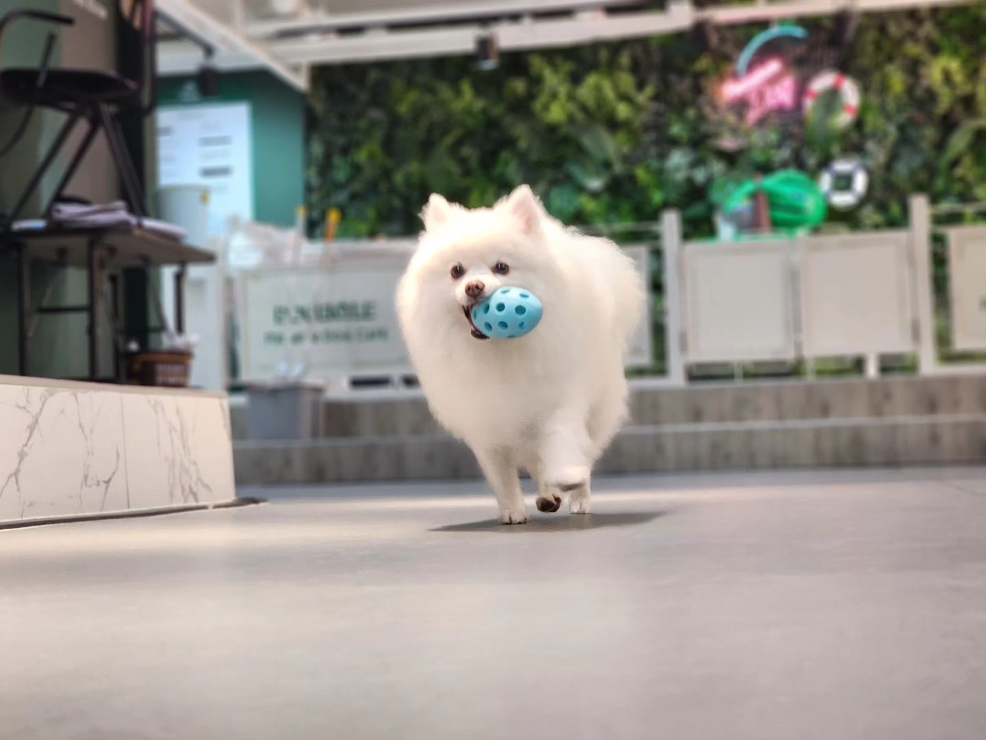 형아 퇴근 전 공놀이
.
.
.
#퇴근 #스피츠 #폼피츠 #강아지 #겸이 #일상 #spitz #pompitz #dog #daily