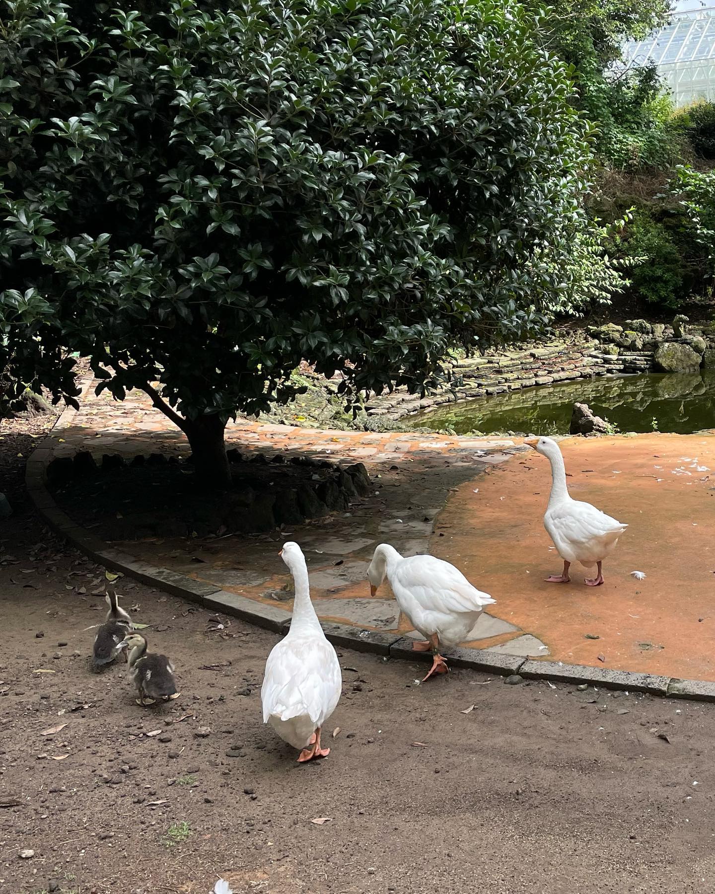 🦆x2 🦢x3

#제주도 #화조원 #오리