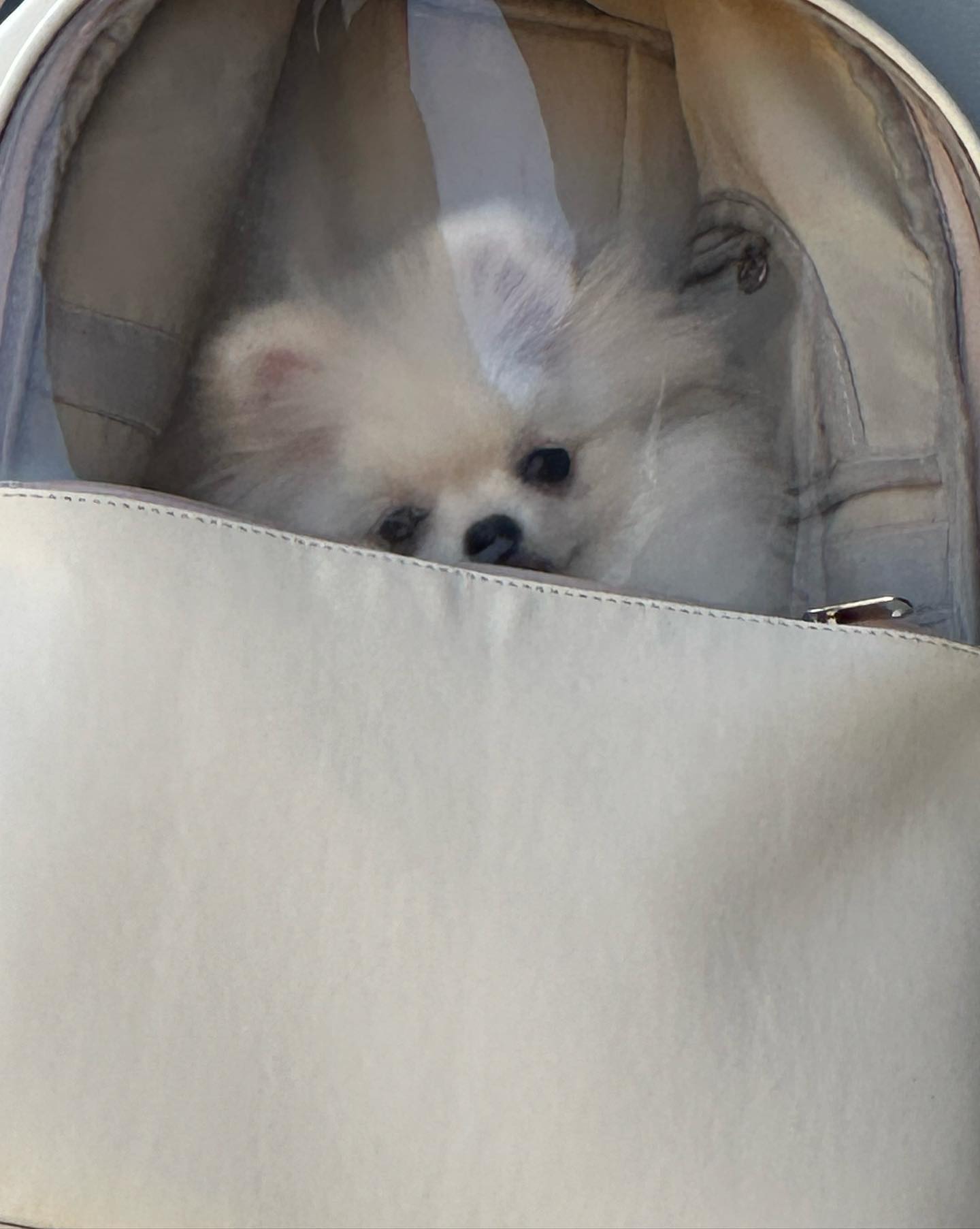 엄마 ,, 나 꺼내죠,, 😭,,

#멍스타그램 #멍팔맞팔 #멍멍이 #강아지일상 #강아지 #puppy
#댕댕이 #댕댕이그램 #댕댕이 #새끼강아지 #포메라니안 #포메
#포메라니안그램 #견스타그램 #멍스타그램 #팔로우 #cutepuppy
#귀여운강아지 #아기강아지 #멍멍이맞팔 #댕댕이 #댕팔 #좋아요