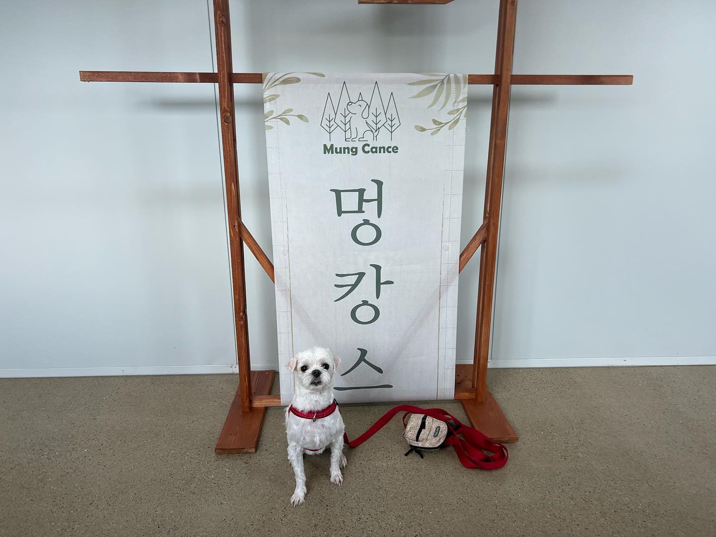 #몽구
오랜만에 몽구와 나들이❣️
수원에 독채운동장이 있길래 후딱 예약해서 다녀옴😊
더웠지만 모두가 즐거웠던 하루
다음에 또가자 몽구야🐶