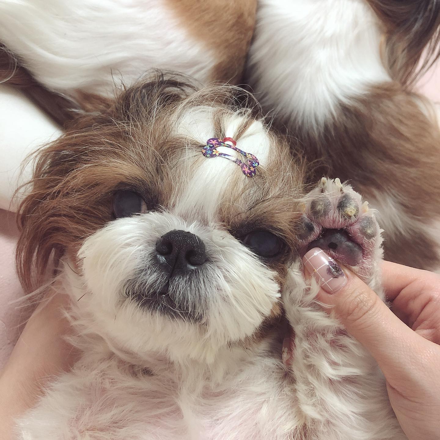 우리 춘향이 뚠뚜니 추냥이 춘뚜니 💕☺️

#춘향🐶 #0828 #2주기 #펫로스 
#무지개다리건너간천사 #내천사👼 #내강아지