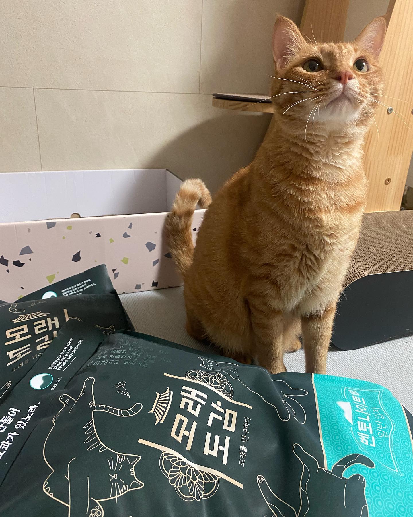 오랜만에 밀크가 좋아하는 모래체험후기****
4일동안사용하면서 먼지발생하지도않고 
눈꼽도생기지않았어요👍
응고력도좋고 안정성 검사해서 안심하고 사용
해도된다고해요***

#모래도감 #벤토나이트 #일반입자 #카사벤토 #한고연 #고양이모래 #고양이모래추천 #한국고양이모래연구소 #코숏 #체험단 #고양이모래체험단