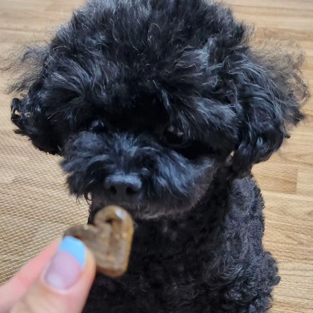 블랙푸들 라온💛 on Instagram: "#광고 가자요펫 관절영양제 및 멀티영양제 강아지,고양이에게 필요한 필수 22가지 영양소에 항산화제까지 추가 된 영양제라고해요! 잘부스러져서 사료위에 올