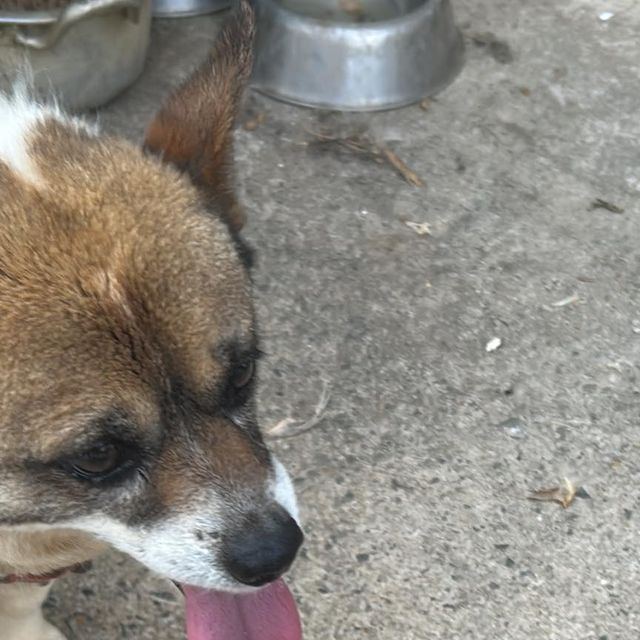 두 on Instagram: "가자요펫 댕이 냥이 영양제 추천이유 1. 댕이 냥이에게 필요한 필수 영양소 22가지영양소+향산화제가 추가된 영양제 2.아기냥이,냥이와 나이가있는 댕,냥이에게 필요한 영양제