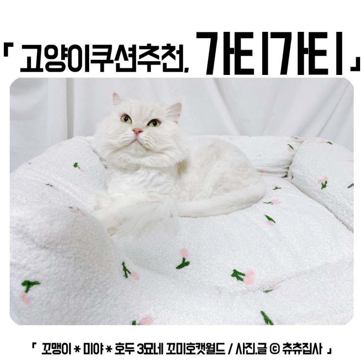 고양이방석 귀엽고 푹신한 가티가티 방석쿠션 하나면 끝!