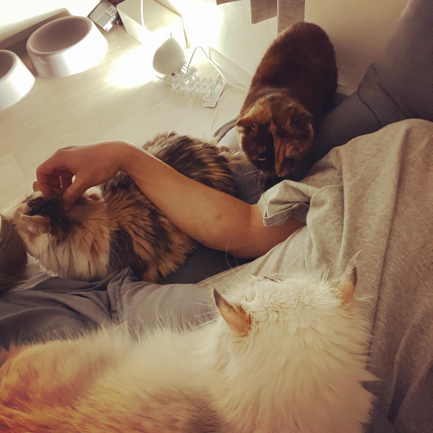 애옹 🐈‍⬛