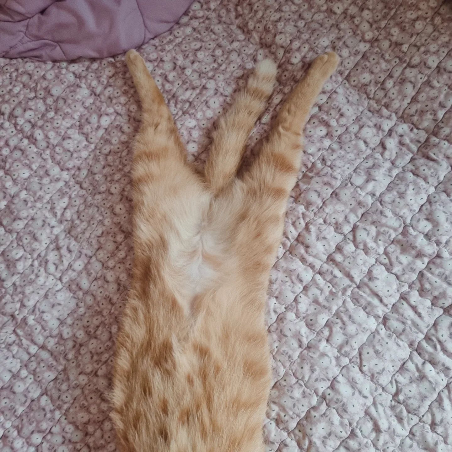 만세다 발만세!!🐾🐾
너무 편하신거 아닙니까..🤣🤣

#고양이 #고양이그램 #다복 #다복이일상기록 #고양이일상기록 #집사일상 #cat #catstagram #ねこ #ねこすたぐらむ #にゃんすた #🐱 #사지마세요 #입양하세요 #쩍벌고양이