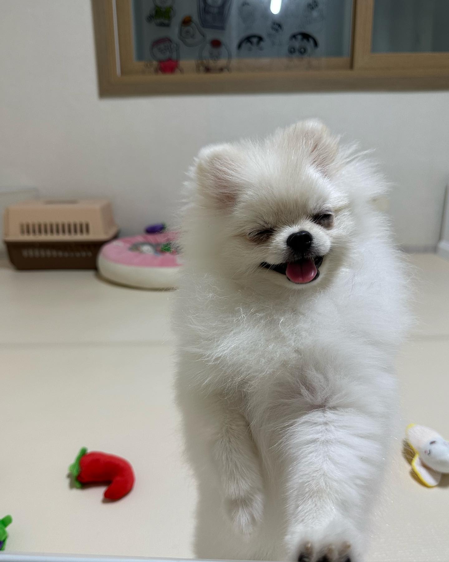 엄마가 예쁘다고 난리 부르스 🥹,,❤️❤️

#멍스타그램 #멍팔맞팔 #멍멍이 #강아지일상 #강아지 #puppy
#댕댕이 #댕댕이그램 #댕댕이 #새끼강아지 #포메라니안 #포메
#포메라니안그램 #견스타그램 #멍스타그램 #팔로우 #cutepuppy
#귀여운강아지 #아기강아지 #멍멍이맞팔 #댕댕이 #댕팔 #좋아요