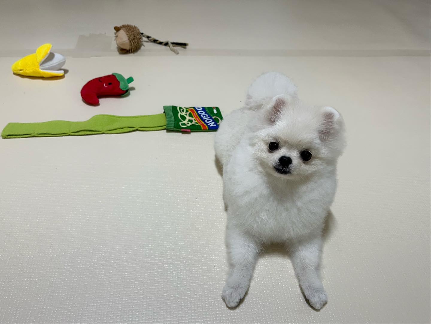 미용하고왔지롱 😎❤️

#멍스타그램 #멍팔맞팔 #멍멍이 #강아지일상 #강아지 #puppy
#댕댕이 #댕댕이그램 #댕댕이 #새끼강아지 #포메라니안 #포메
#포메라니안그램 #견스타그램 #멍스타그램 #팔로우 #cutepuppy
#귀여운강아지 #아기강아지 #멍멍이맞팔 #댕댕이 #댕팔 #좋아요