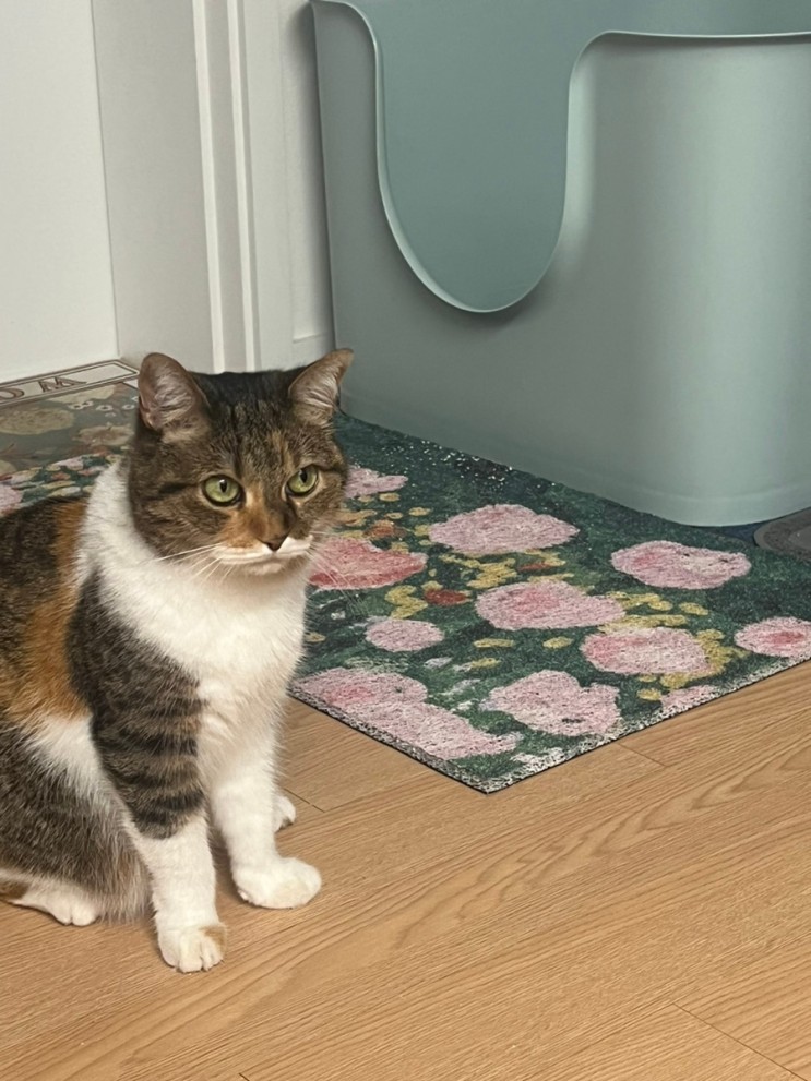 인테리어 고양이 모래매트
