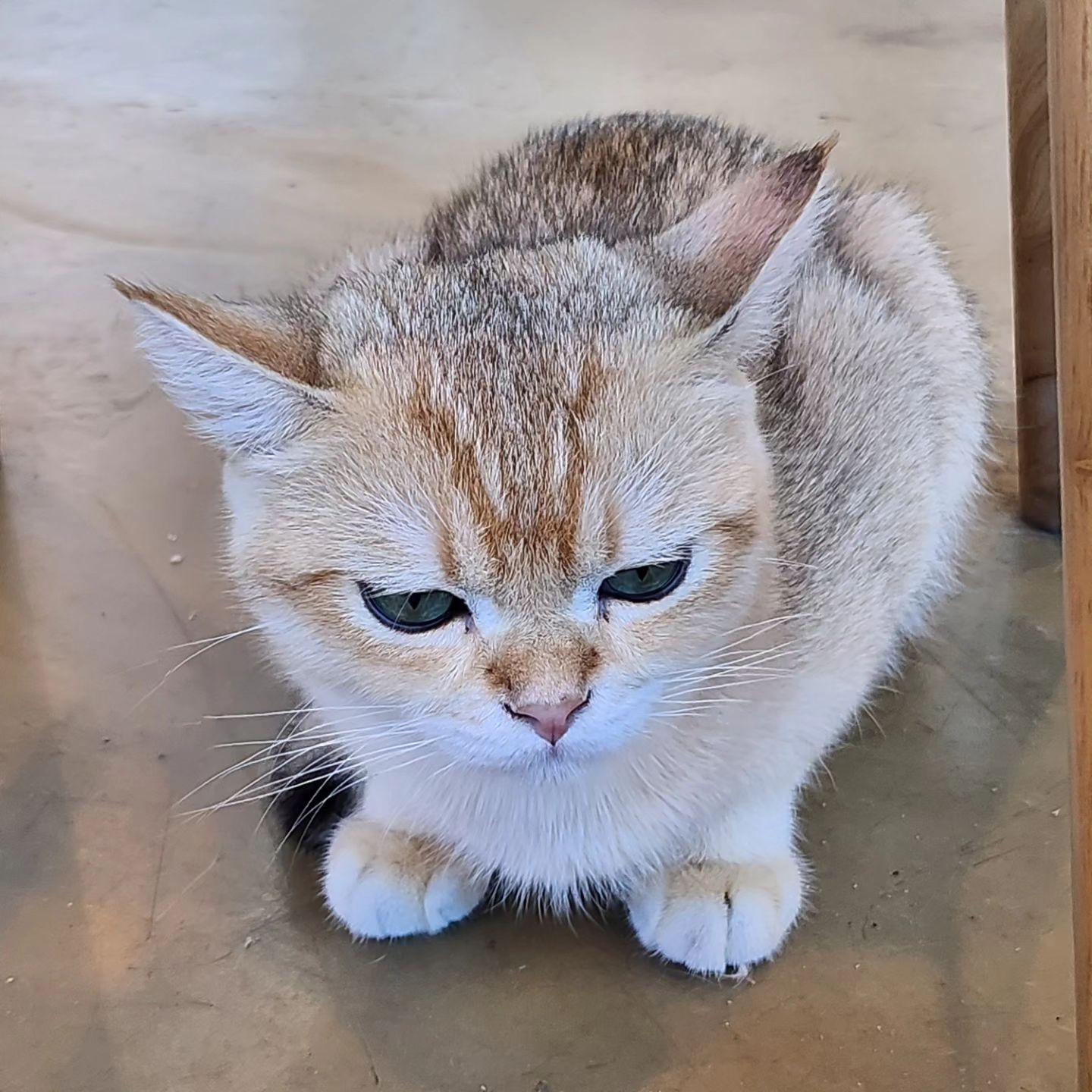 .
사진에 다 안담긴 미모🥰
고냥이 눈이 땡글땡글했는뎅ㅜㅠ

동물 사랑 꼬맹이.
강아지를 좋아하는줄 알았는데
고냥이를 더 좋아하는것 같넹🤭

#주말나들이#파주#고양이#동물사랑#파주놀거리#테이블에이#실내동물원
