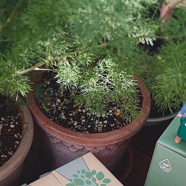 세세라기 on Instagram: "#협찬 아침저녁 서늘한 가을바람이 불어와요🍁 식집사님들 슬슬 분갈이 시작하실텐데요💚 냄새없는 고운입자 퇴비 소개해드려요🤗 보통 지렁이분변토 많이 사용하