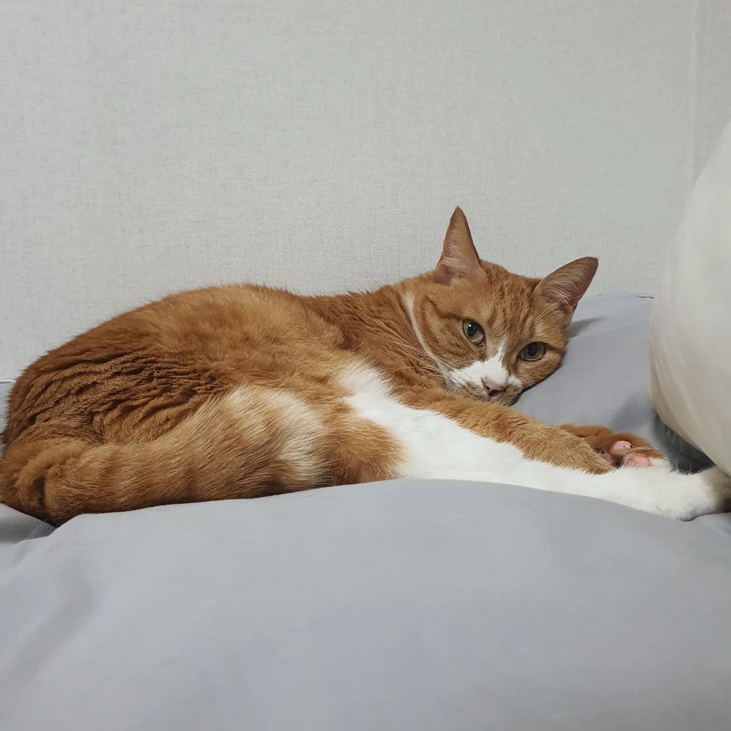 🧡🐱🖤

🕊