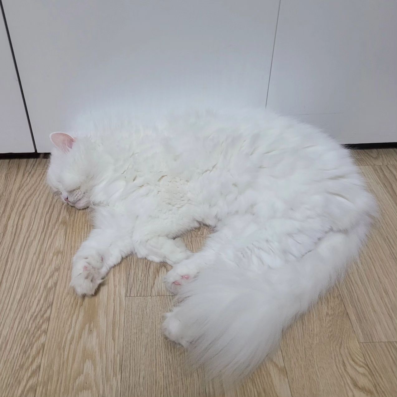 우리 자두는 시원한 자리에서 코코낸내중♡ 
어느곳에 가도 꼭 옆에서 자는 우리 자두는 껌딱지입니닷 ♡♡ 
.
.
.
#하양이자두