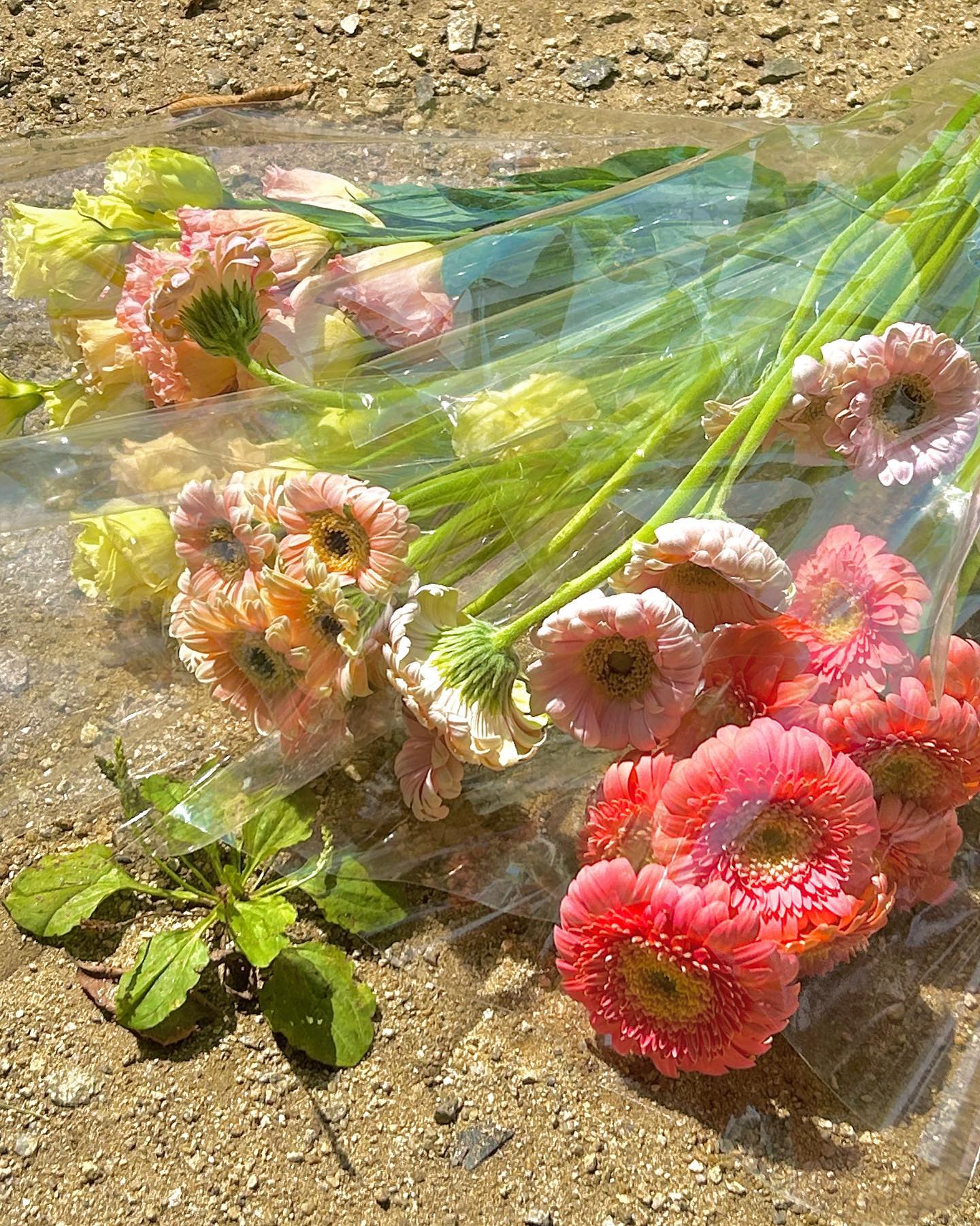 📰 💐
거베라, 맨드라미, 천일홍 + 🫣..?