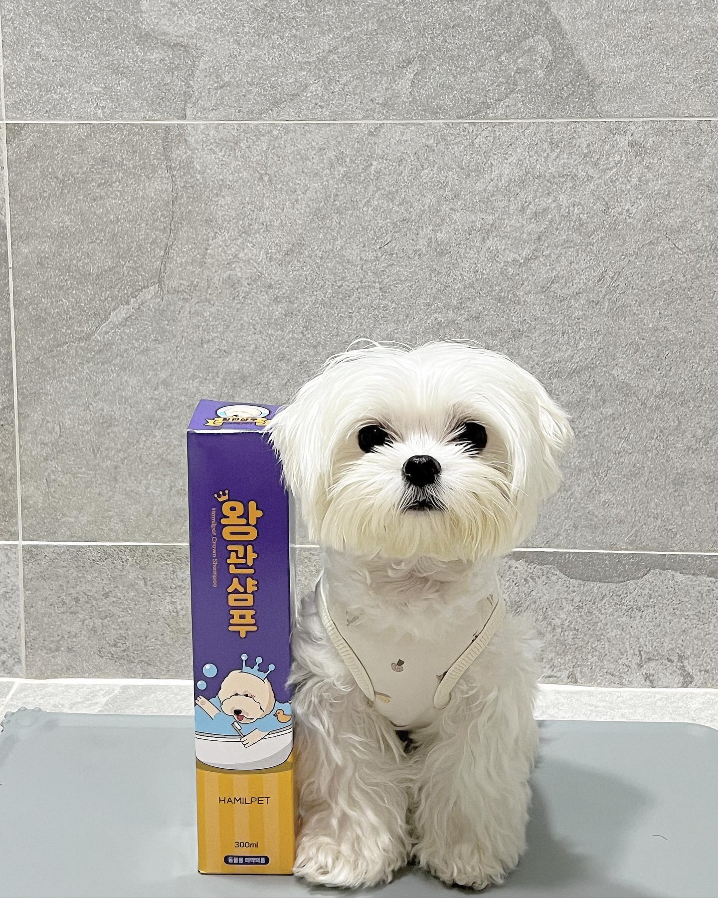 #해밀펫100톤챌린지 #해밀펫왕관샴푸 #해밀펫기부챌린지 #제품제공 #협찬

하마 3단 변신!
하마의 뽀실뽀실 챨랑거리는 털의 비결은 바로 '해밀펫 왕관샴푸‘💜🤍

하마언니가 너무너무 만족했던 왕관샴푸🌱

사용하고나서 기분좋은 아가아가 냄새가
솔솔났고🐶

거품이 탄탄하고 부드러워 샤워하기도 편하고 하고나서도 볼륨빵빵한 귀요미가 되어있었어요👍☺️

게다가 사료기부챌린지라는 좋은 챌린지까지! 참여할경우 펫타올과 미스트도 보내준다구요‼️

다들 해밀펫 왕관샴푸로 100톤 사료기부챌린지도 참여하고 펫타올과 미스트도 받아가세요❤️

해밀펫💜 🏷️ hamilpet_official 

<왕관샴푸 정보 전달>

1. 목욕시간 2배이상 감소
목욕을 좋아하는 강아지는 없습니다!
엄마 아빠를 위해서 참고 있을 뿐..
말 못하는 우리 아이들 괴로운 목욕 시간
해밀펫 왕관 샴푸로 조금이라도 줄여주세요!
*제트건을 누르면 자동으로 생성되는 거품으로
거품 만드는 시간을 줄여 목욕시간을 대폭 줄일 수 있습니다

2. 흘러내리지 않는 쫀쫀한 거품
샴푸로 얼굴 씻기기, 소중한 우리아이 눈에
따가운 거품 들어갈까 걱정되셨죠?
이제는 흘러내리지 않는 해밀펫 왕관 샴푸만의
쫀쫀한 거품으로 안전하고 편리하게 씻기세요.

3. 즐거운 목욕시간 경험(무엇이든 만들 수 있는 거품)
알고계셨나요? 
보호자의 감정을 그대로 공유하는 우리 아이들!아이들은 본능적으로 보호자의 감정을 느끼고 공유하기 때문에
보호자가 즐거운 마음으로 씻겨준다면 아이들도 즐겁고
편안한 목욕 시간을 경험할 수 있습니다!
힘들고 지치는 목욕시간, 잠시나마 왕관샴푸의 쫀쫀 거품과 함께
우리아이와 웃어보는 건 어떨까요?

4. 전성분 올그린 등급
정제수,다이소듐라우레스설포석시네이트,글리세린,포타슘코코에이트,코코-글루코사이드,향료,
라우라미도프로필베타인,폴리쿼터늄-10,구아하이드록시프로필트라이모늄클로라이드,메틸프로판다이올,
카프릴릴글라이콜,에틸헥실글리세린,소듐클로라이드,알란토인,하이드롤라이즈드콜라겐,부틸렌글라이콜,
귀리단백질추출물,디나트륨이디티에이,락토바실러스/소이밀크발효여과물,시트르산,우유단백질추출물,
라우릴피리디늄클로라이드,1,2-헥산다이올,밀배아추출물,브로콜리추출물,양배추추출물,자주개자리추출물,
하이드롤라이즈드실크,무씨추출물,유채추출물,하이드롤라이즈드밀단백질,하이드롤라이즈드엘라스틴,액화석유가스