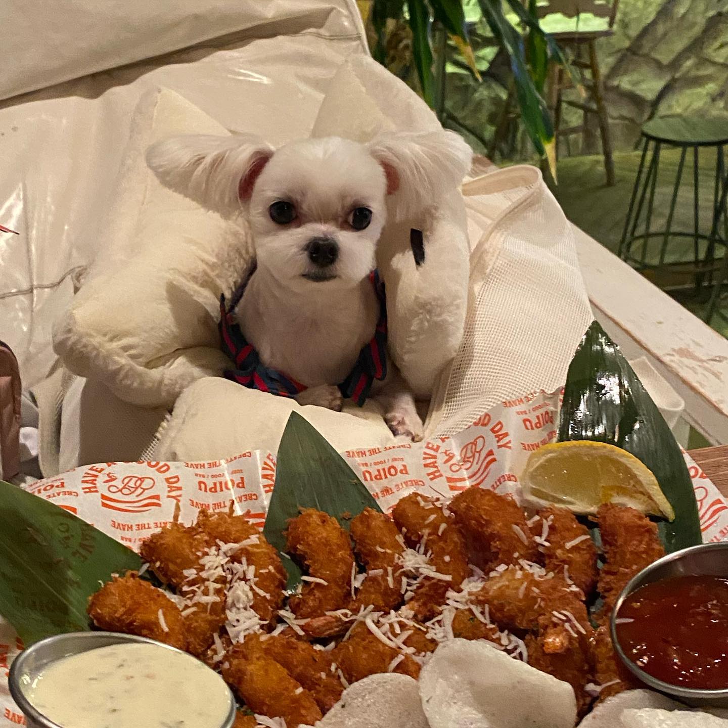 🐶: (진지) 요거 내가 먹을 수 있는건가……??? 

 🤷‍♀️ : 밥 먹고 나온거자너 모찌야…🐷

어떤걸 1번 사진으로 할까 고민 엄청한…….😮‍💨 예뻐죽겟오 개모찌…….😳
