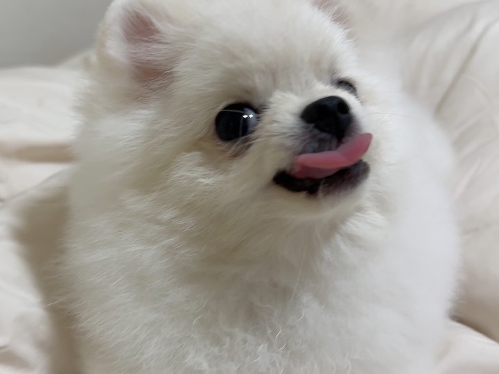 엄마 즉등히 흐르그 ,, 😠😡🤬

#멍스타그램 #멍팔맞팔 #멍멍이 #강아지일상 #강아지 #puppy
#댕댕이 #댕댕이그램 #댕댕이 #새끼강아지 #포메라니안 #포메
#포메라니안그램 #견스타그램 #멍스타그램 #팔로우 #cutepuppy
#귀여운강아지 #아기강아지 #멍멍이맞팔 #댕댕이 #댕팔 #좋아요