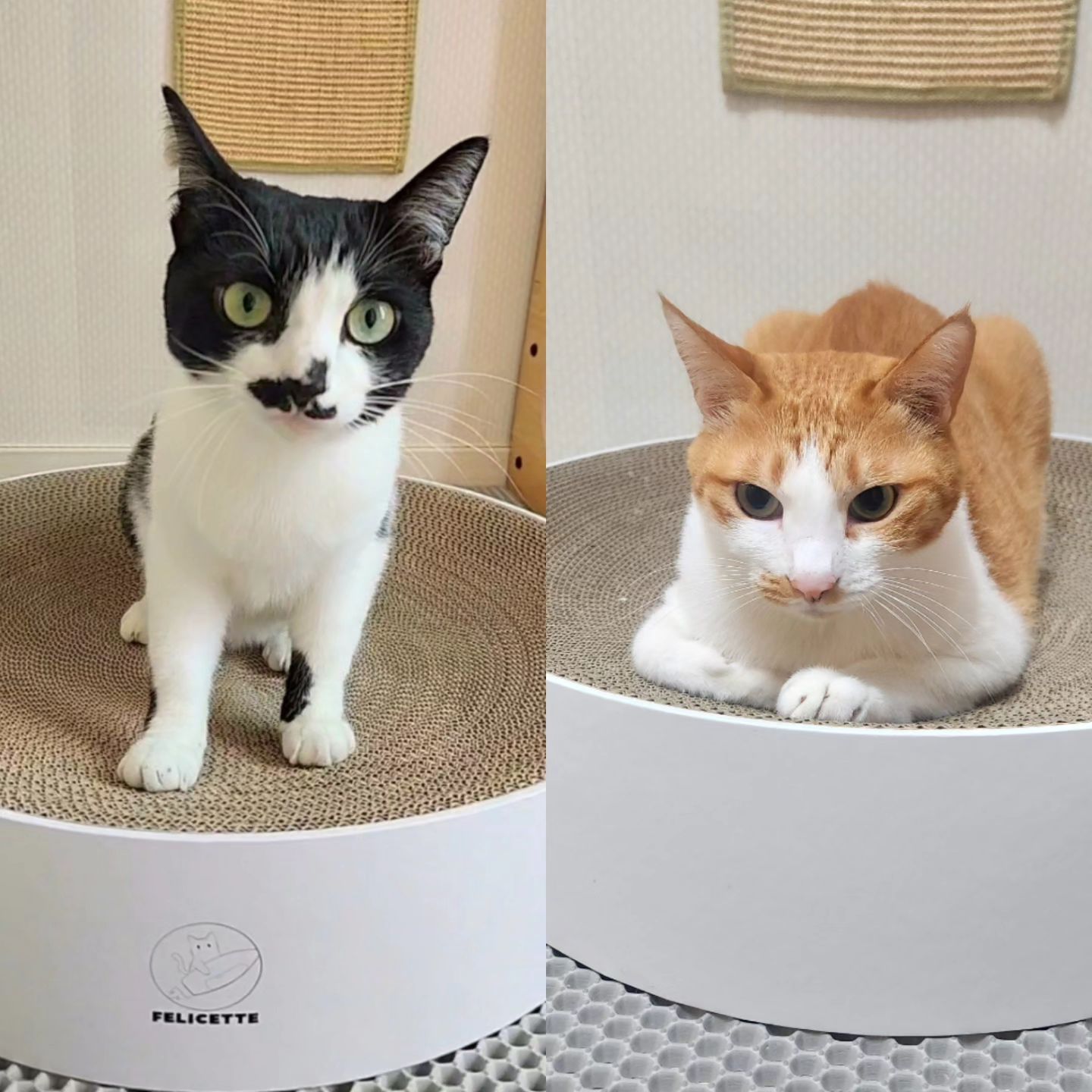 협찬‼️🐈🐈‍⬛
⠀
✅️펠리세트 스크래쳐는?

1.디자인과 기호성을 모두 잡은 프리미엄 스크래쳐
2. 고양이가 가장 좋아하는 질감, 사이즈, 형태, 냄새까지 지니고 있어 기호성이 아주 뛰어나요
3. 복잡한 조립형 No ! 
거묘, 뚱냥이까지 모두 사용이 가능한 대형 스크래쳐임에도 일체형이라 박스만 뜯어서 바로 사용할 수 있어요
4. 최상급 종이만을 사용하여 매우 촘촘하고 단단한 골밀도를 자랑해요(가루날림도 적어요)
5. 친환경 종이와 식용 베이스 원료로 만들어진 풀을 사용하여 안전한 스크래쳐에요
⠀
➡️실사용후기
매번 스크래쳐를 물어뜯어서 걸레짝을 만드는 꺼몽이때문에 한달에도 두세번 스크래쳐를 교체했었어요🤦‍♀️ 이번에 좋은기회로 펠리세트 스크래쳐를 협찬받아 사용해 본 후기는 확실히 내구성이 좋습니다👍꺼몽이가 물어뜯지 못할정도로 촘촘하고 단단해서 오래 사용이 가능할거 같습니다🫶 가루날림이 적어 바닥에 떨어지는 먼지가 정말 많이 줄었어요😃 

#협찬 #제품제공 #무상제공 
​#펠리세트 #고양이스크래쳐 #레옹펫 #스크래쳐 #펠리세트스크래쳐 #종이스크래쳐