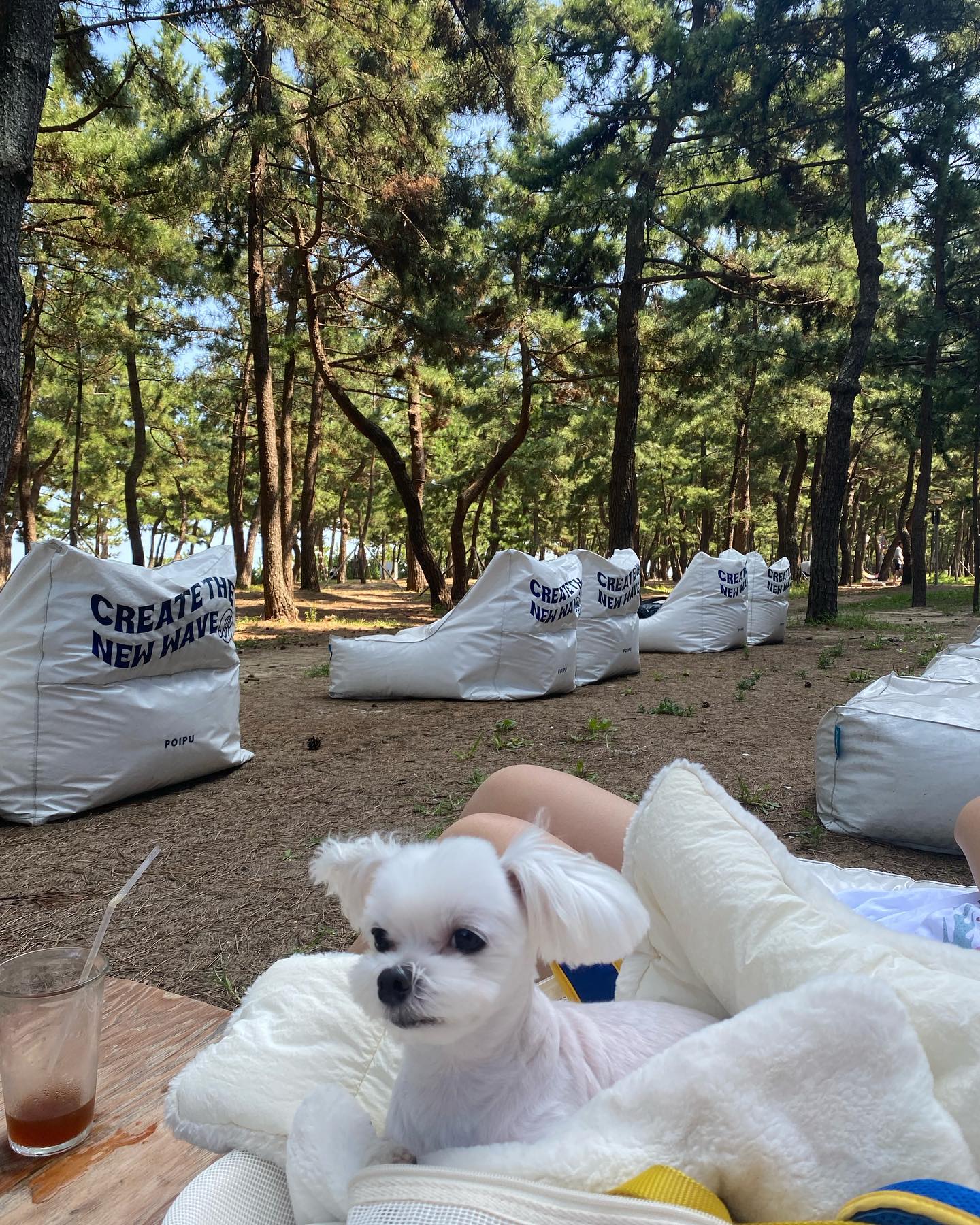 오늘 낮에 강릉 날씨 진짜 최고🐶💛🥰 
솔숲길 앞 카페에서 파도소리+음악 들으면서 꿀잠😪😪😪