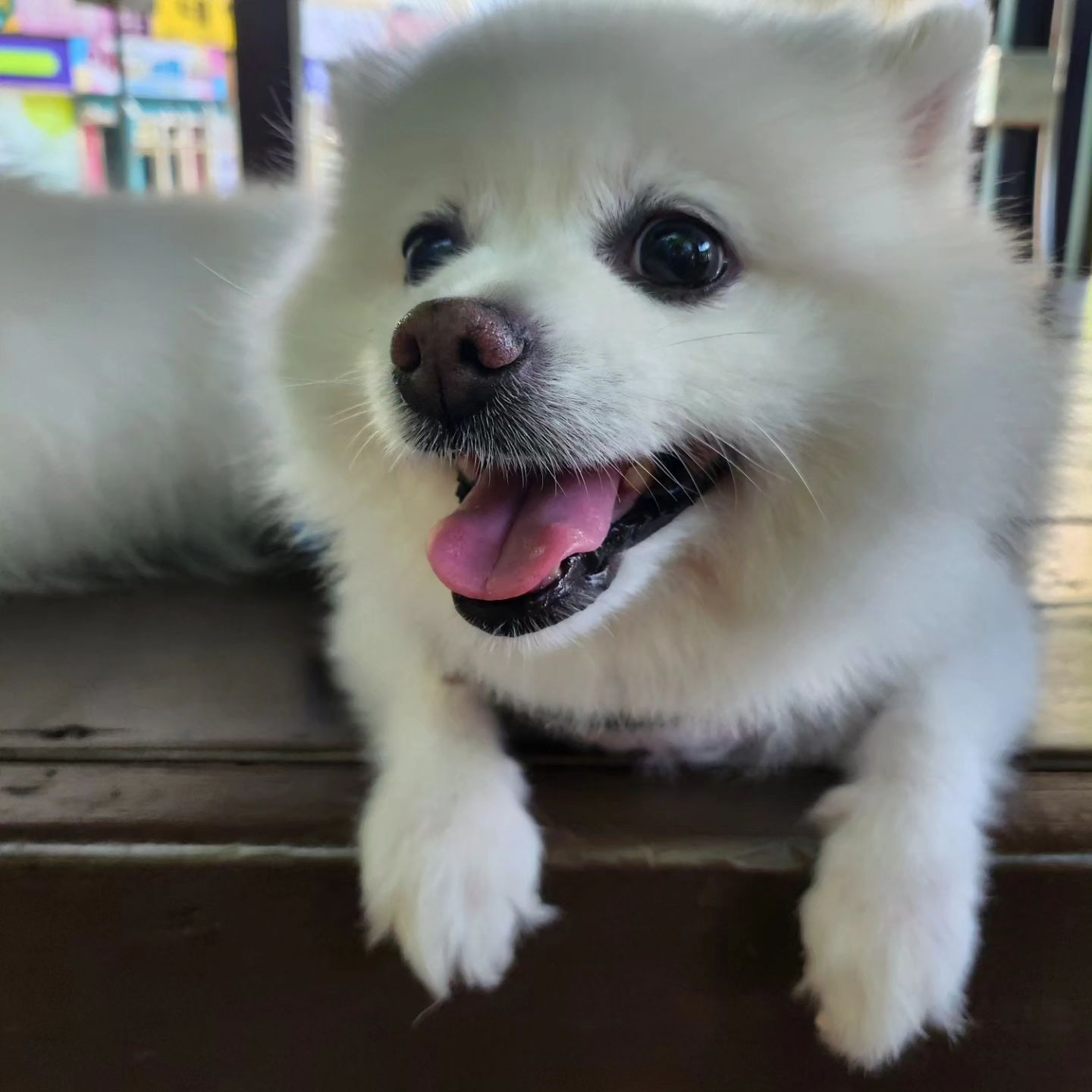 산책가자하면 제일 신나하더니 이제 10살 넘었다고 귀찮음이 많아진 콩두🐽🐽