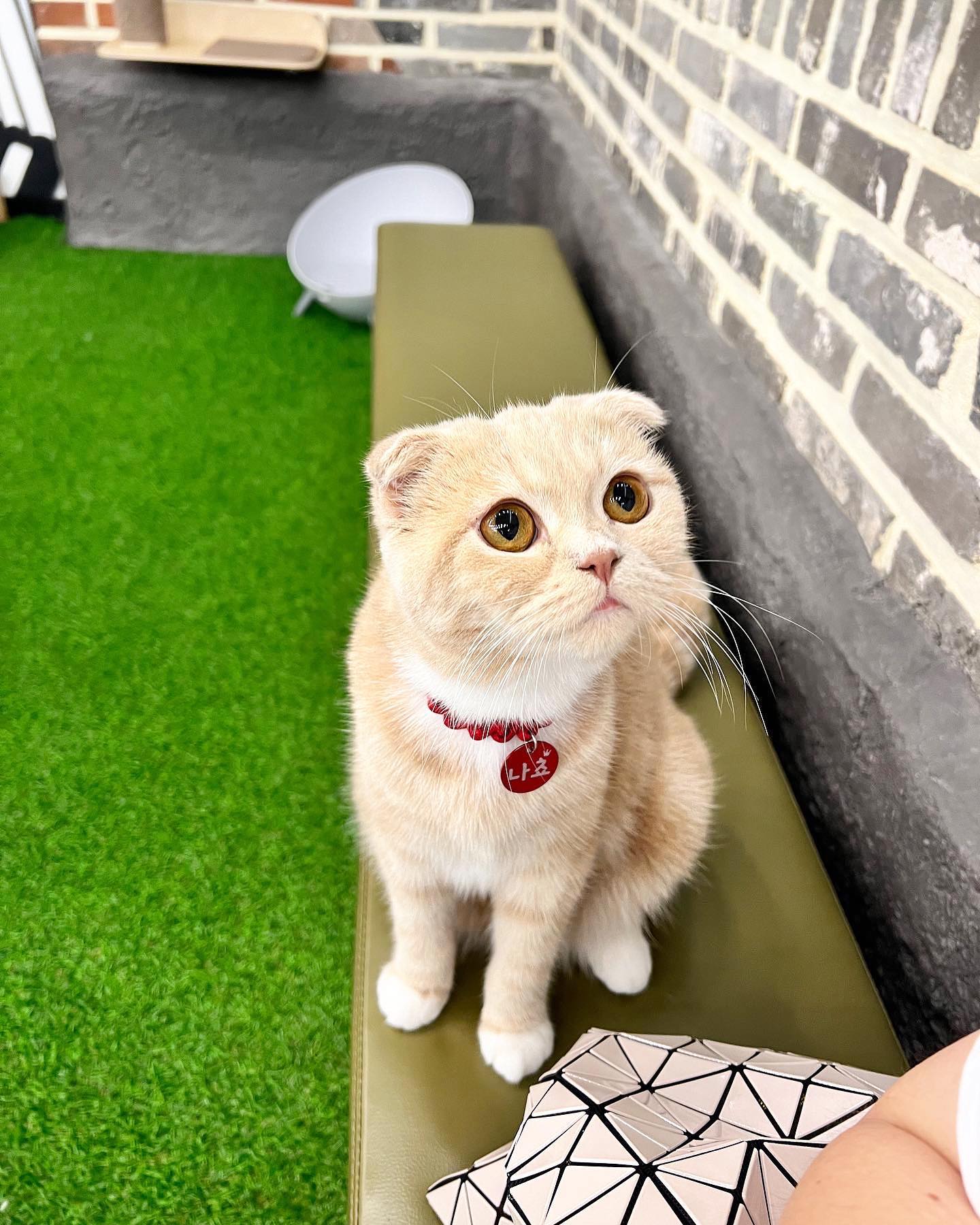 똘망똘망 나쵸 🐱🐱
넘 귀여운거 아니냥 

#고양이그램 #고양이카페 #일상