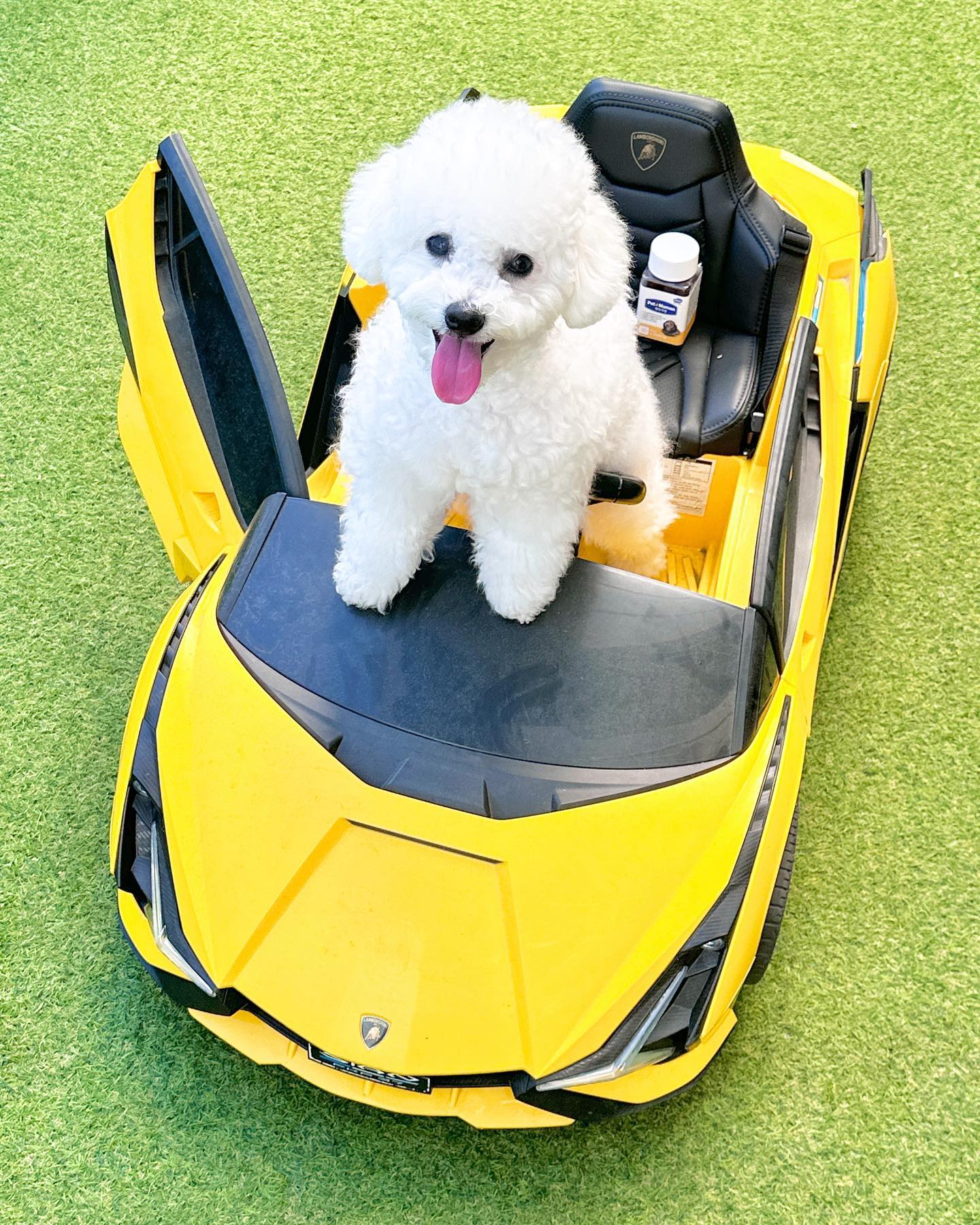 #협찬 야! 타! 오픈카 기강 내가 잡는다^_^🚘
내 조수석에 항상 필수템으로 
챙기는 펫또마망 눈물 영양제💛

용용이가 흰 강아지라서 눈물관리 
항상 신경을 많이 쓸 수 밖에 없어요🥺 

조금만 빨개져도 
견주가 관리 안해서 강아지가 저리 된거다.. 
이런 소리를 들을 지도 몰라서 
무책임한 사람이 되기 싫고, 🥺
항상 뛰어댕기는 용용이가 
혹시나 시야가 불편해서 다칠까 
걱정되어 눈 건강은 
항상 조심할 수 밖에 없죵!!👀

벌써 2번째 펫또마망과 함께하고 있어요! 

처음 먹이다가 안먹였을 때 
확실히 눈물 차이가 느껴지더라구용 
그래서 2번째 펫또마망을 
망설임 없이 다시 먹이게 되었지용☘️

① 7가지 눈 건강 기능성 원료 함유
- 루테인, 오메가3, 빌베리추출물 등 눈 건강에 도움을 줄 수 있는 원료 7종 함유

② 건강하게 맛있게, 안전한 성분&높은 기호성
- 사람이 먹을 수 있는 Human Grade 등급 
- 5無 (글루텐, 합성착향료, 합성착색료, 젤라틴, 그레인)
- 부드럽고 씹기 쉬운 말랑 식감의 ‘펠릿’ 제형

③ 편안한 소화와 풍부한 영양
- 유당분해능력이 없는 반려견을 위한 락토프리 성분 함유
권장 급여량 : (소형견 기준 / 5kg 미만) 하루 1~3개

- 편안한 소화를 돕는 영양 흡수율을 높인 반려견 영양제

- 가수분해 오리고기 베이스를 사용해 높은 소화율 및 알러지 최소화

- 117 년 전통의 노하우를 가진 발리오(Valio) 社의 세계 특허 공법 

#협찬 #펫또마망 #마망이지켜줄게 #펫또마망눈건강 #펫또마망영양제 #강아지영양제 #강아지눈물영양제 #강아지루테인 #강아지눈영양제 #반려견영양제 #반려동물영양제 #강아지영양제추천 #강아지눈물 #강아지눈물자국 #강아지눈물관리 #강아지눈건강