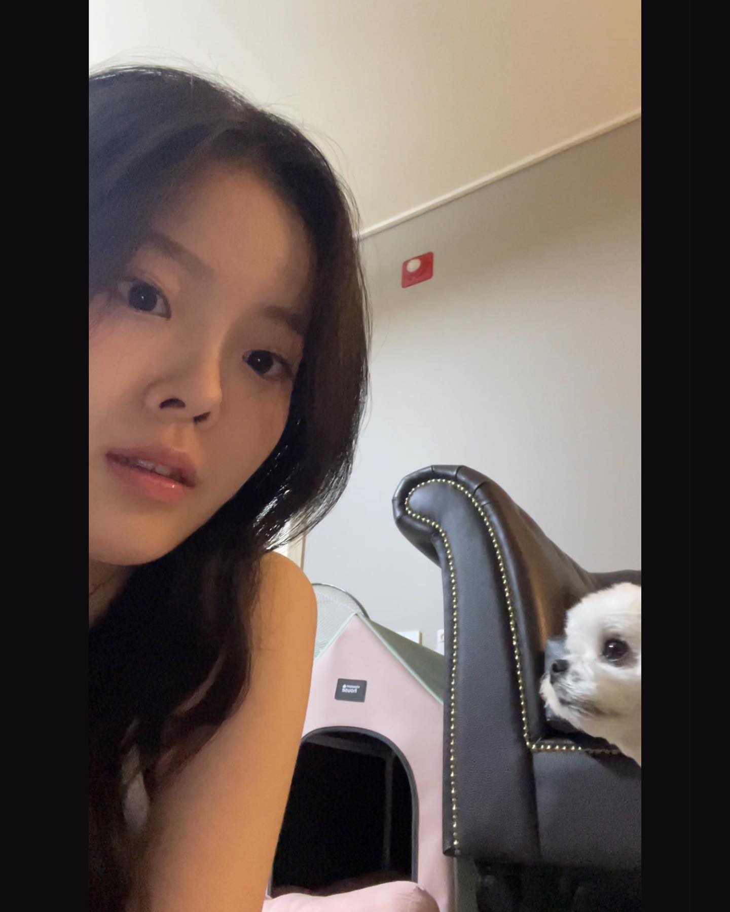모찌랑 나