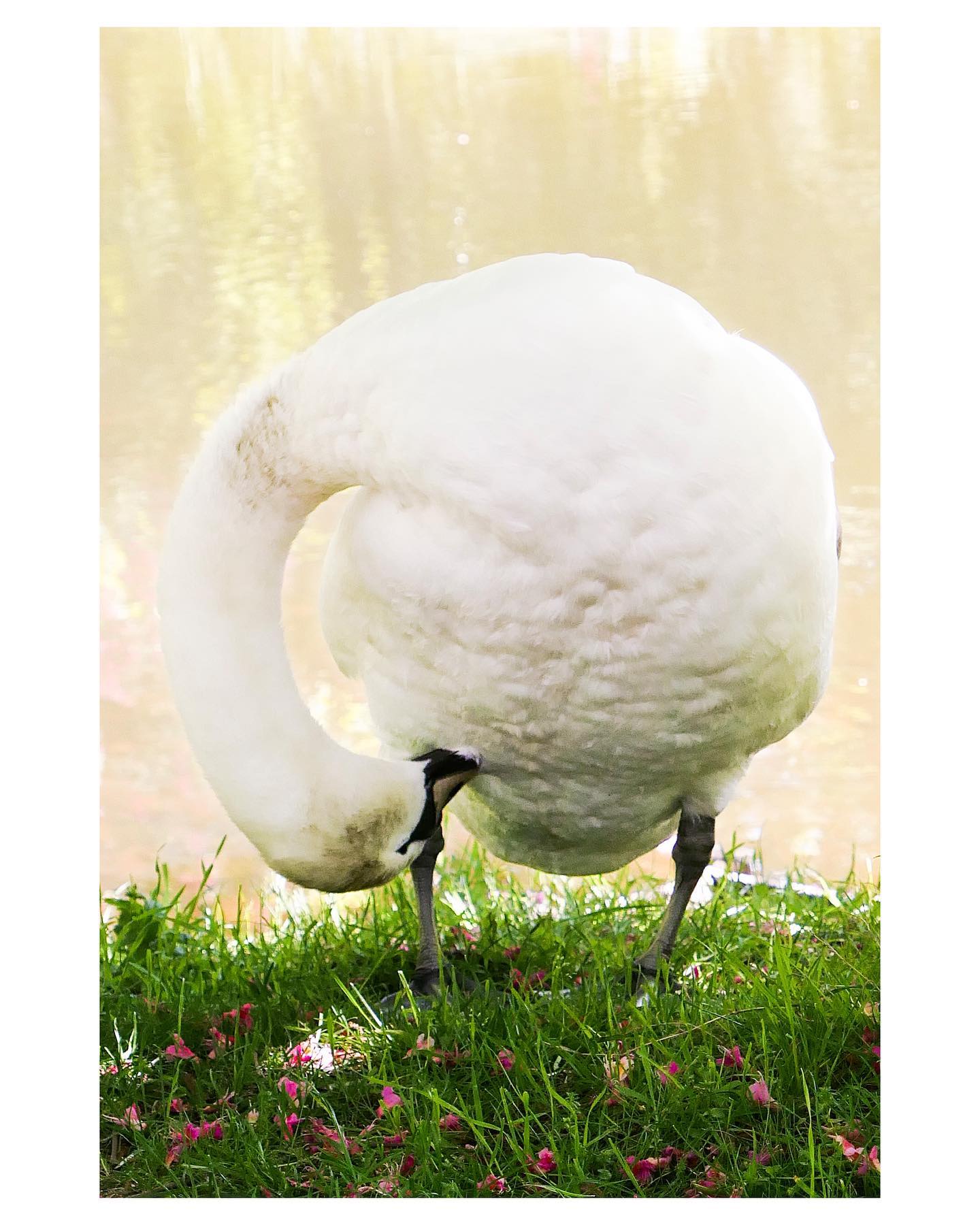 🦢