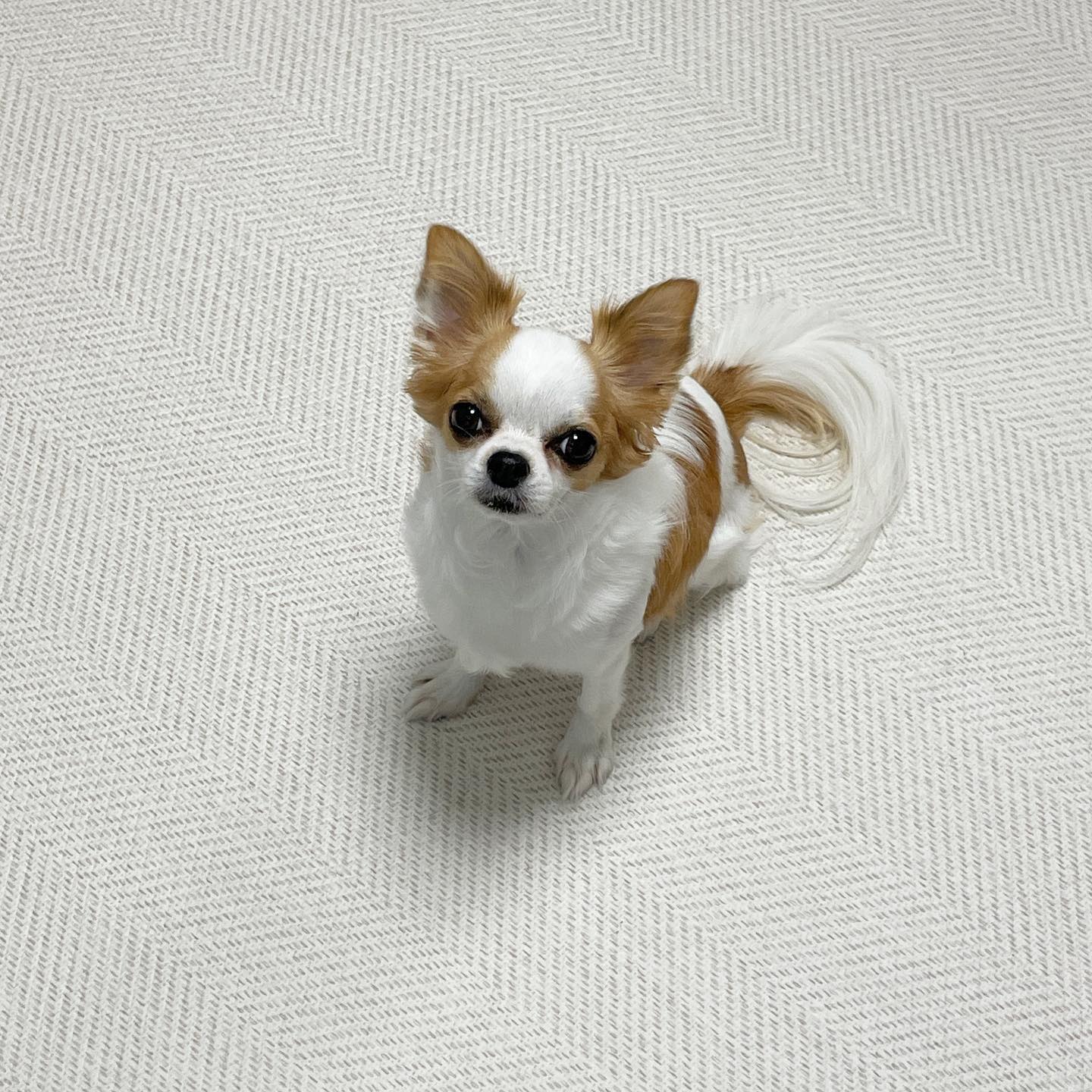 뭔가 원하는 게 있는 얼굴( •︠ˍ•︡ )✨