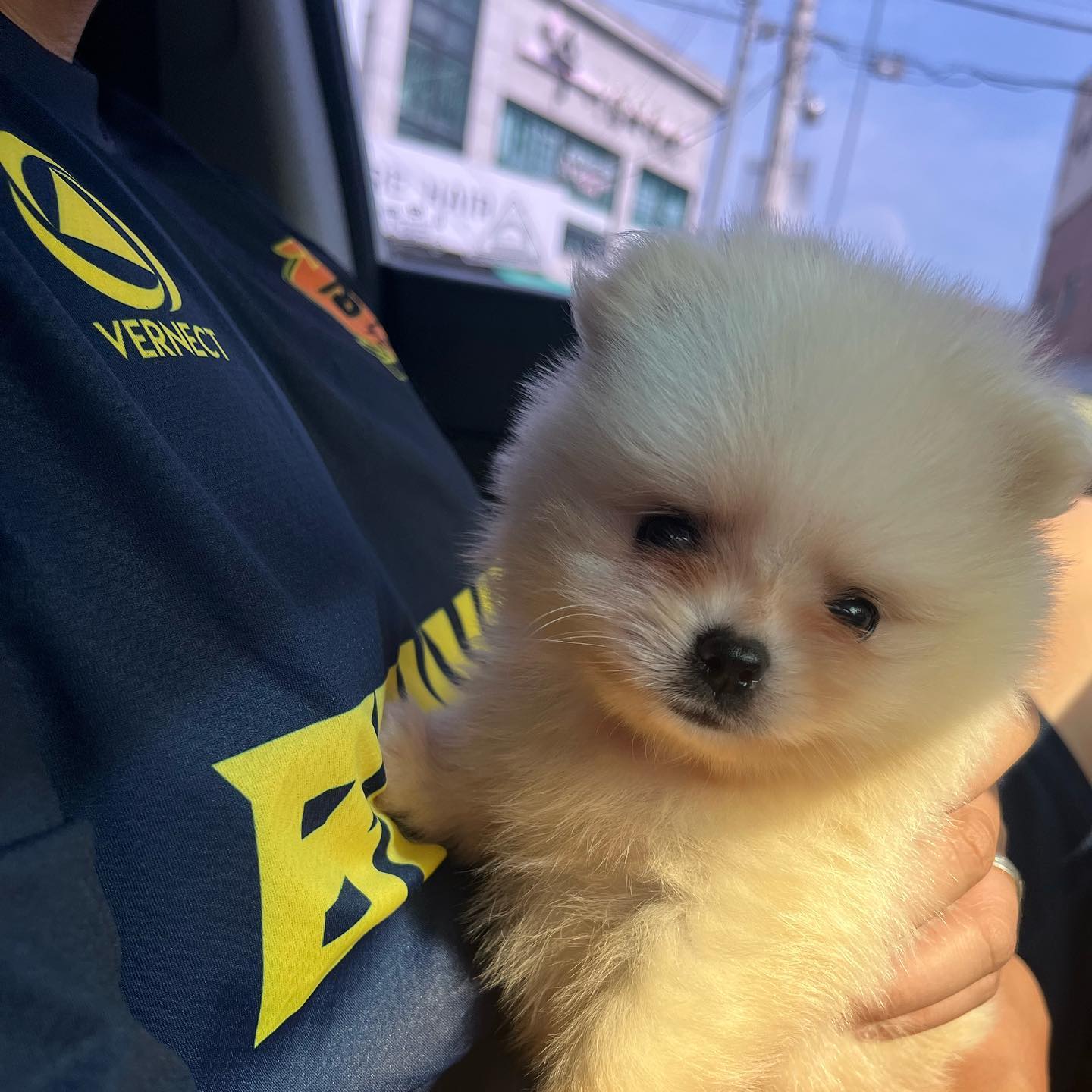 망치야 아빠아프지마세요 라고 해!!!🐶😭❤️