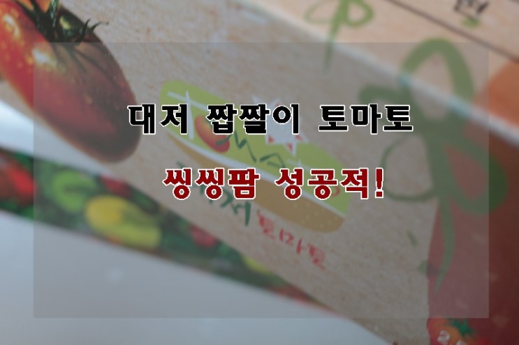 대저 짭짤이 토마토 씽씽팜 싱싱하고 맛있네요