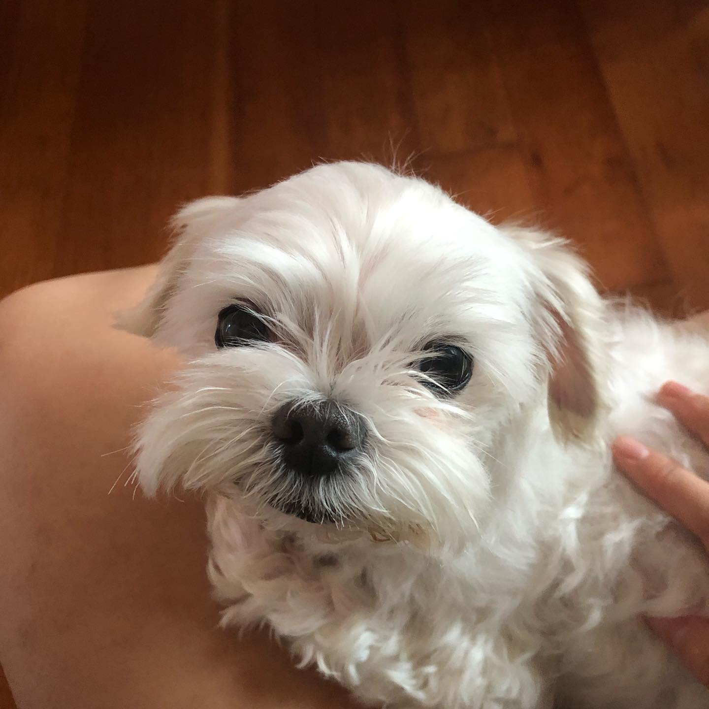 🐶
머털도사 봉남이
아빠한테 혼나고 봉무룩
패피 봉남이
공부 방해하는 봉남이
얼짱 봉남이
고구마에 환장하는 봉남이
졸린 봉남이
귀여운 봉남이

이름을 촌스럽게 지으면 같이 오래산다고 해서 누나가 봉남이로 지었는데 누나가 잘못했던 것 같아! 미안해 봉남아 
10년이면 누군가는 길다고 할 수도 있지만 누나한테는 너무 짧았어 
우리가족을 너무너무 좋아해서 분리불안이 너무 심했던 봉남아
강아지별에서는 친구들이랑 사이좋게 지내고 조금만 기다려 나중에 만나자!

봉남이를 사랑했던 칭구들 너무 고마와용 생각날때마다 기도 한번씩 부탁해요🙏 🐶❤️🌈