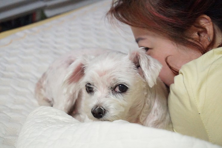 강아지 냄새제거 천연스프레이 엑스퍼로지
