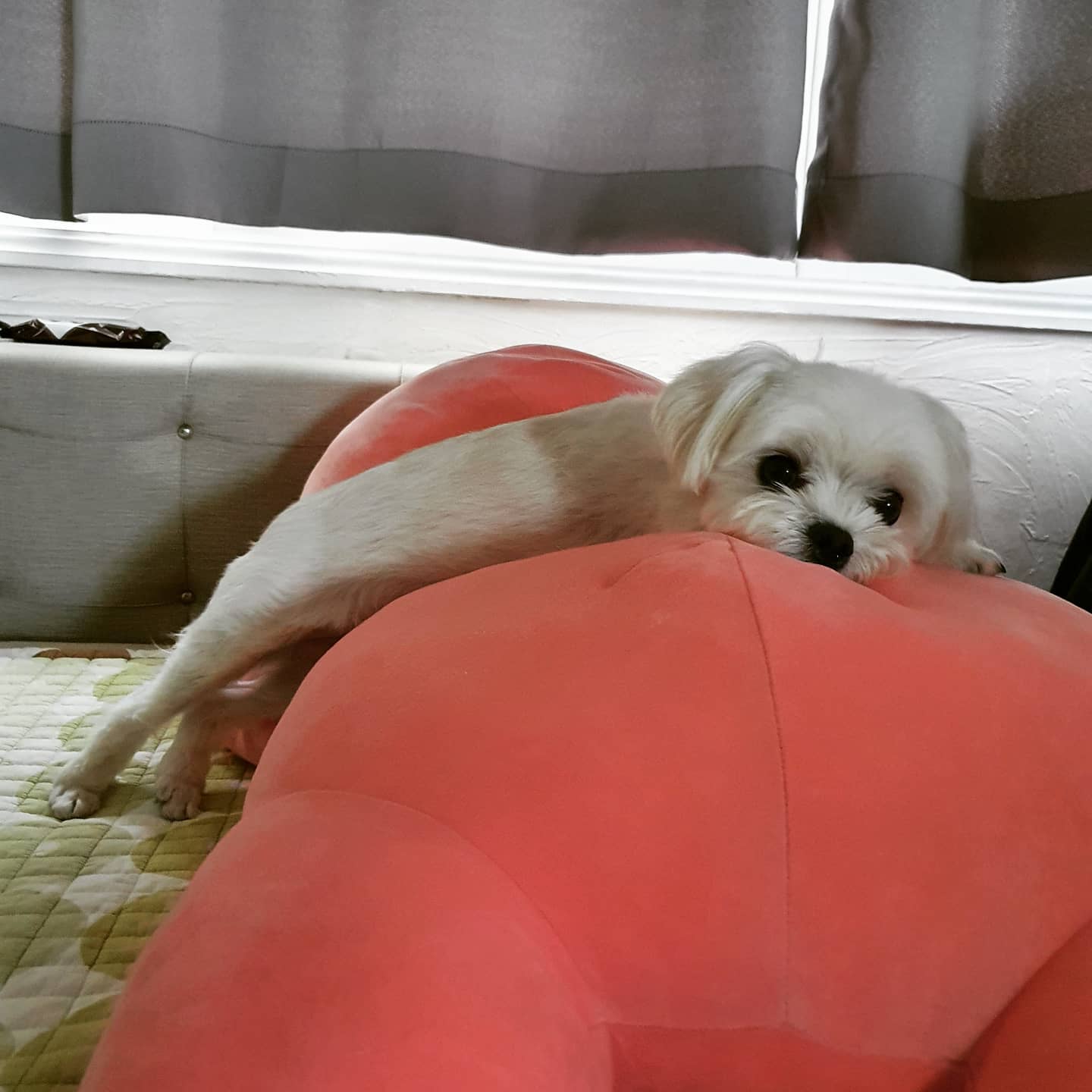 별이 컴백💓 다시.. 컴백 기념 댓글이벤트 하께요🧡 댓글 달아주신 친구들중 추첨해서 가을옷 쏜다아💓⠀
⠀
#별이공주 #말티즈그램 #말티즈 #애견인맞팔 #애견인소통 #반려견소통 #반려견맞팔 #좋반 #좋아요반사 #견주소통 #독스타그램 #펫스타그램 #반려인맞팔 #반려인소통 #견주맞팔 #maltese #petstagram #likeforlikes #instapet #instadog #maltesegram