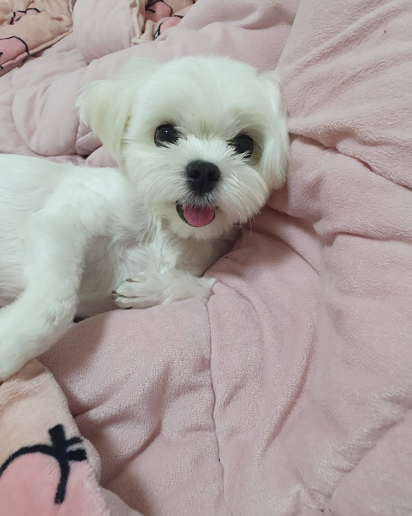 칭구들 태풍 피해없이 잘 보내버렸냐개😁🧡⠀
오늘안에 친구들 보러갈개💛⠀
별이 아픈데없이 잘지내구 왔오요 걱정해줘서 고마워요 이모야들💓⠀
⠀
#별이공주 #말티즈 #말티즈그램 #별이의옷장 #애견인맞팔 #애견인소통 #반려견소통 #반려견맞팔 #좋반 #좋아요반사 #견주소통 #독스타그램 #펫스타그램 #반려인맞팔 #반려인소통 #견주맞팔 #maltese #petstagram #likeforlikes #instapet #instadog #maltesegram