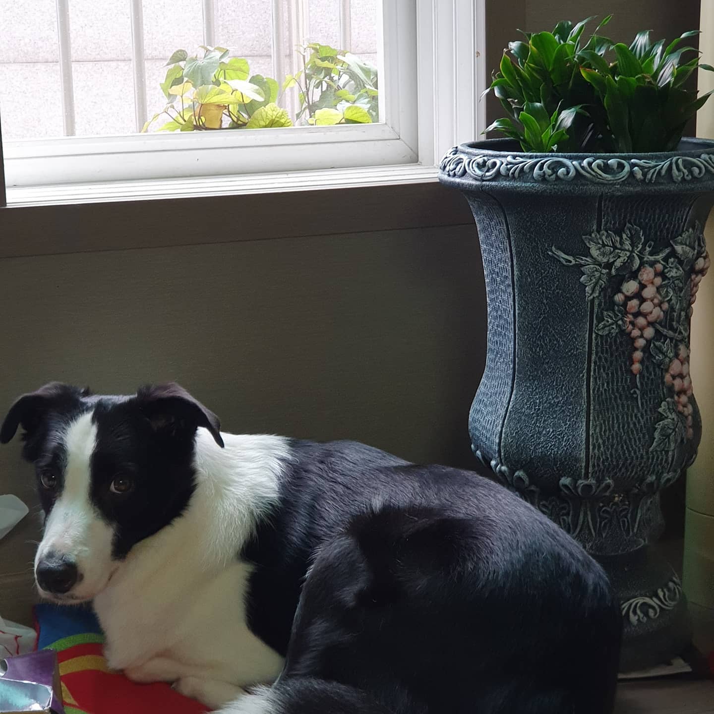 창문에서 소리나면 창문으로 뛰어간다.
When a sound comes from the window, the kookie runs through the window.

#doginwindow #safestyle #kookie #dogstagram #safestyle #safestyleuk #dog #puppy #bigdog #big #pretty