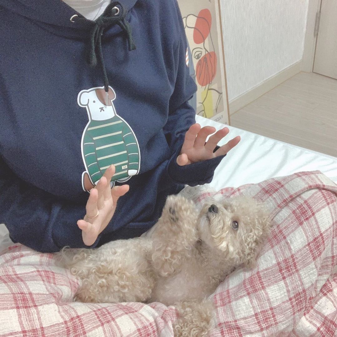 121 Likes, 10 Comments - chorong ☻ (@jjj.0113) on Instagram: “비가 와서 종일 망고랑 딩굴 댕굴, 우산쓰고 산책다니고 망고는 엄마한테 안겨있었면서 왜 기절하신걸까여🤷🏻‍♀️ ⠀ 비가와서 기온이 내려가서인지 긴팔입기 딱 좋더라...