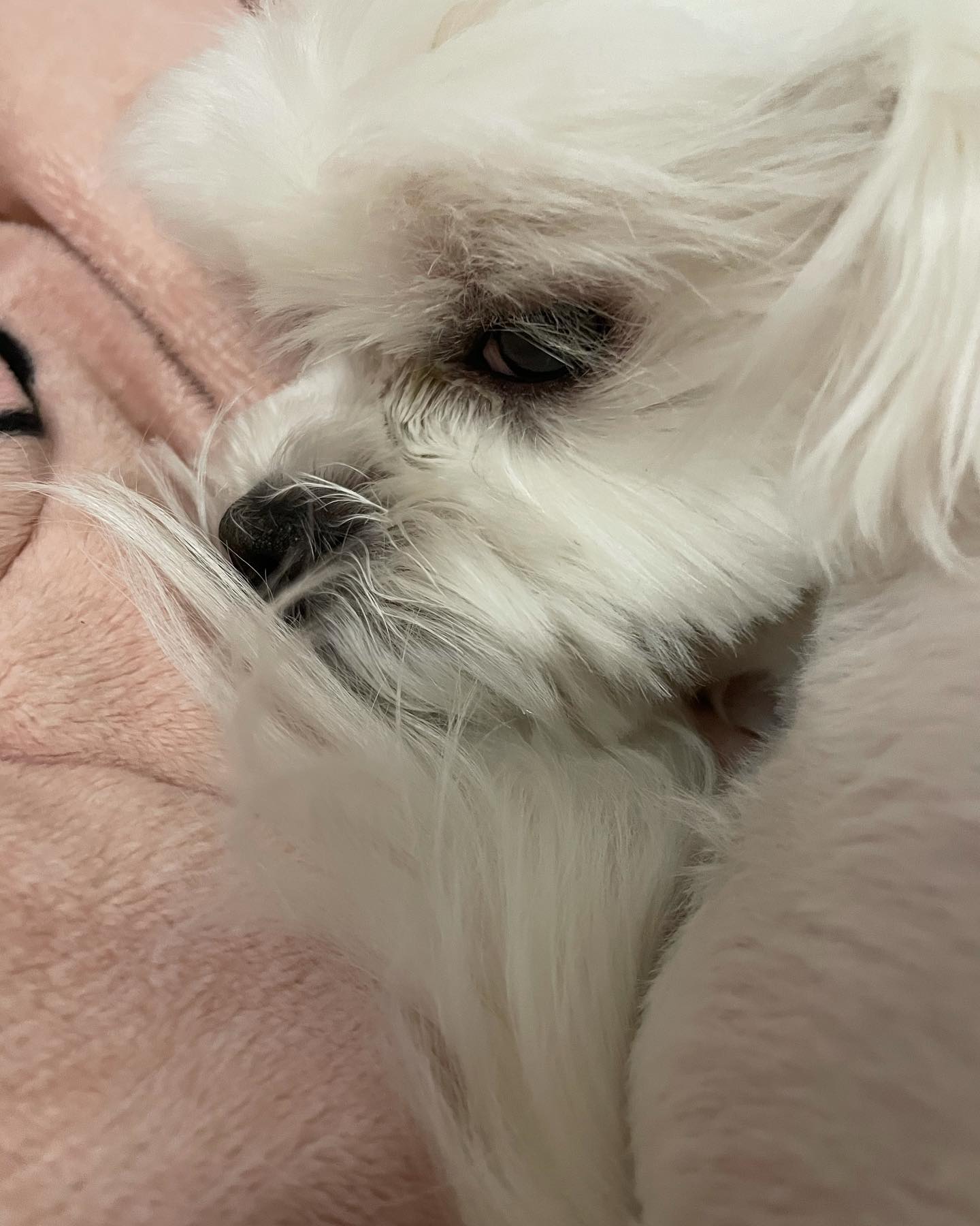 별이는 잘 지낸다개..🐶 살도 뒤룩뒤룩 찌고..