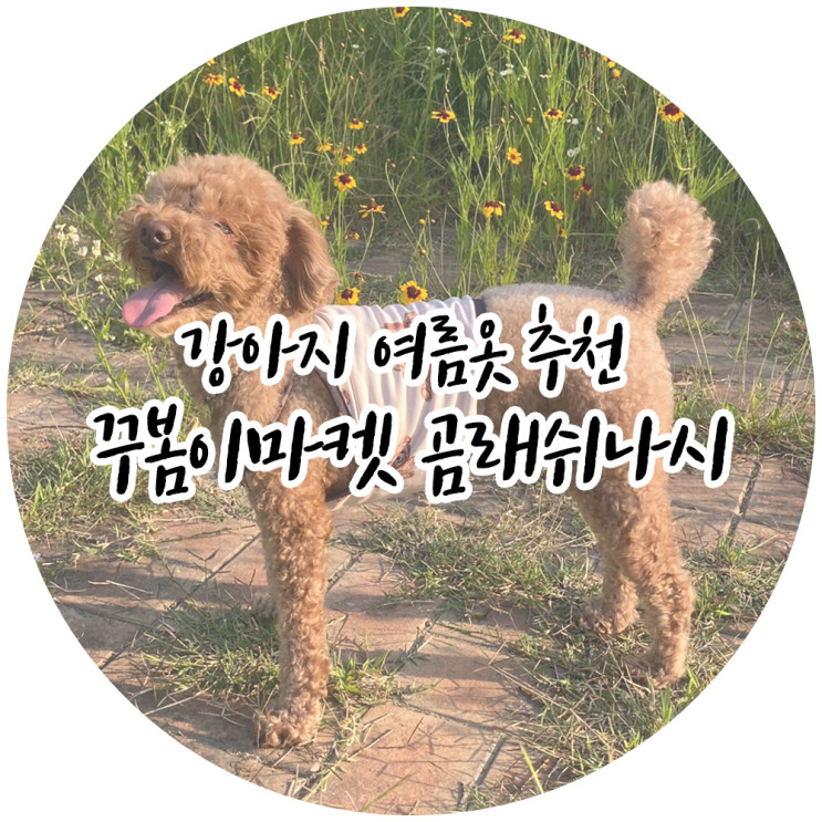 강아지쿨나시 여름에 딱! 꾸봄이마켓 곰래쉬나시🐻