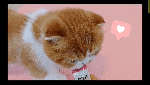 [애완동물간식] 아르르 맛있는 쮸르 칠면조&산양유 맛 😼😽👍 제품리뷰