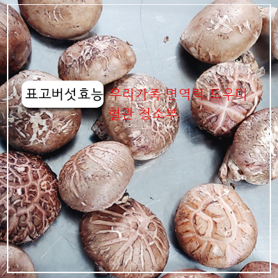 우리가족 면역력 높이는 식이섬유 대장 표고버섯 효능 재대로 알고 먹어보아요