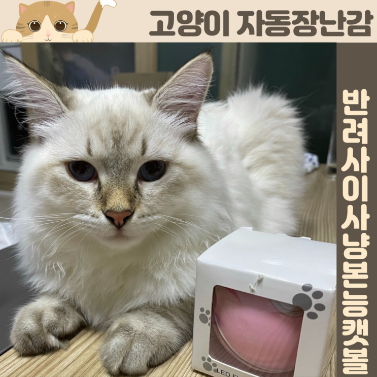 [쿠키의 리뷰 #8.] 고양이 자동장난감 반려사이 사냥본능 캣볼