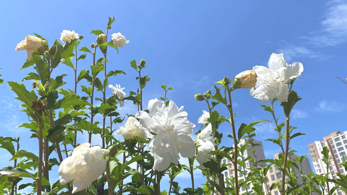 콘텐츠