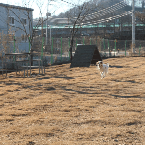 반려견 운동장이 넓은 안산 애견카페 및 애견유치원 디비독 후기