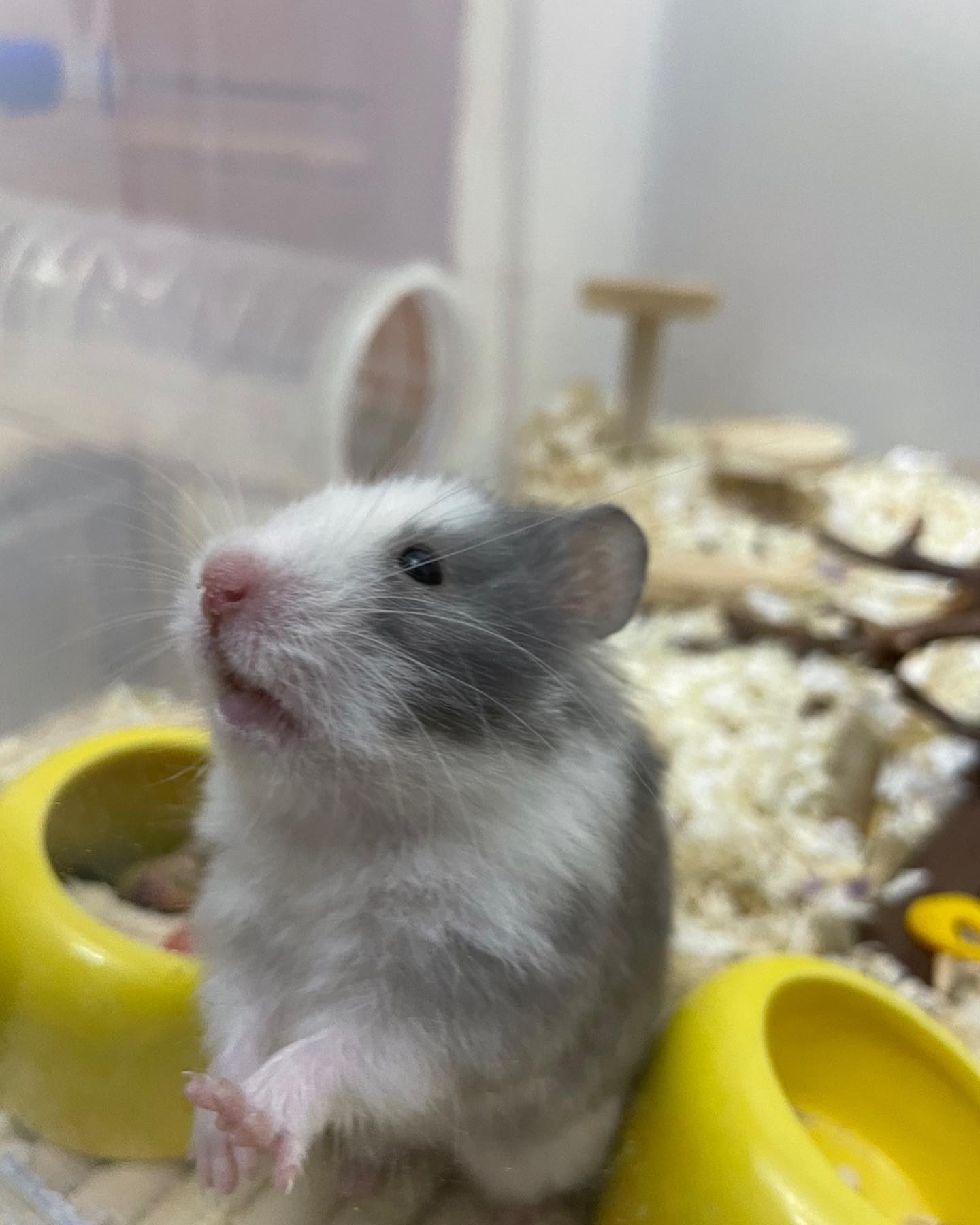 여긴어디…? 나는누규..?
#먼지 #햄더쿠 #햄스터