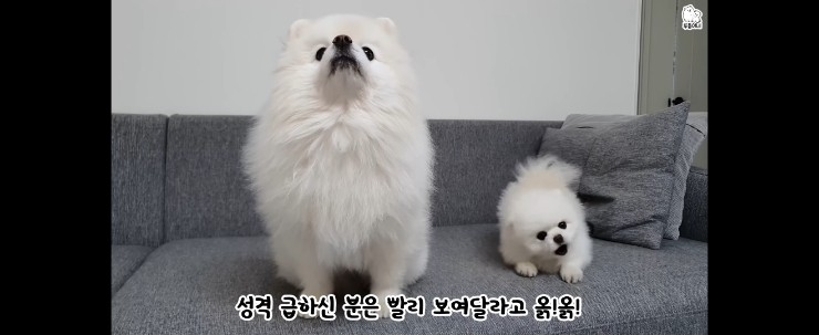 유튜브프리미엄가격 아직도 모른다면 쉐어컨텐츠